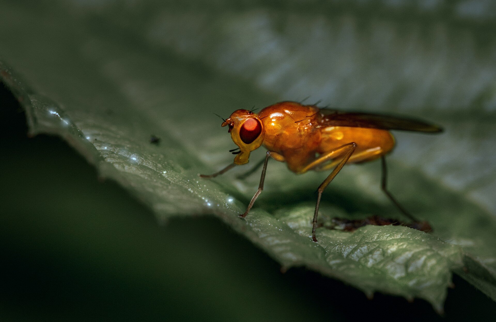 Fruit flies prioritize mating over survival: study