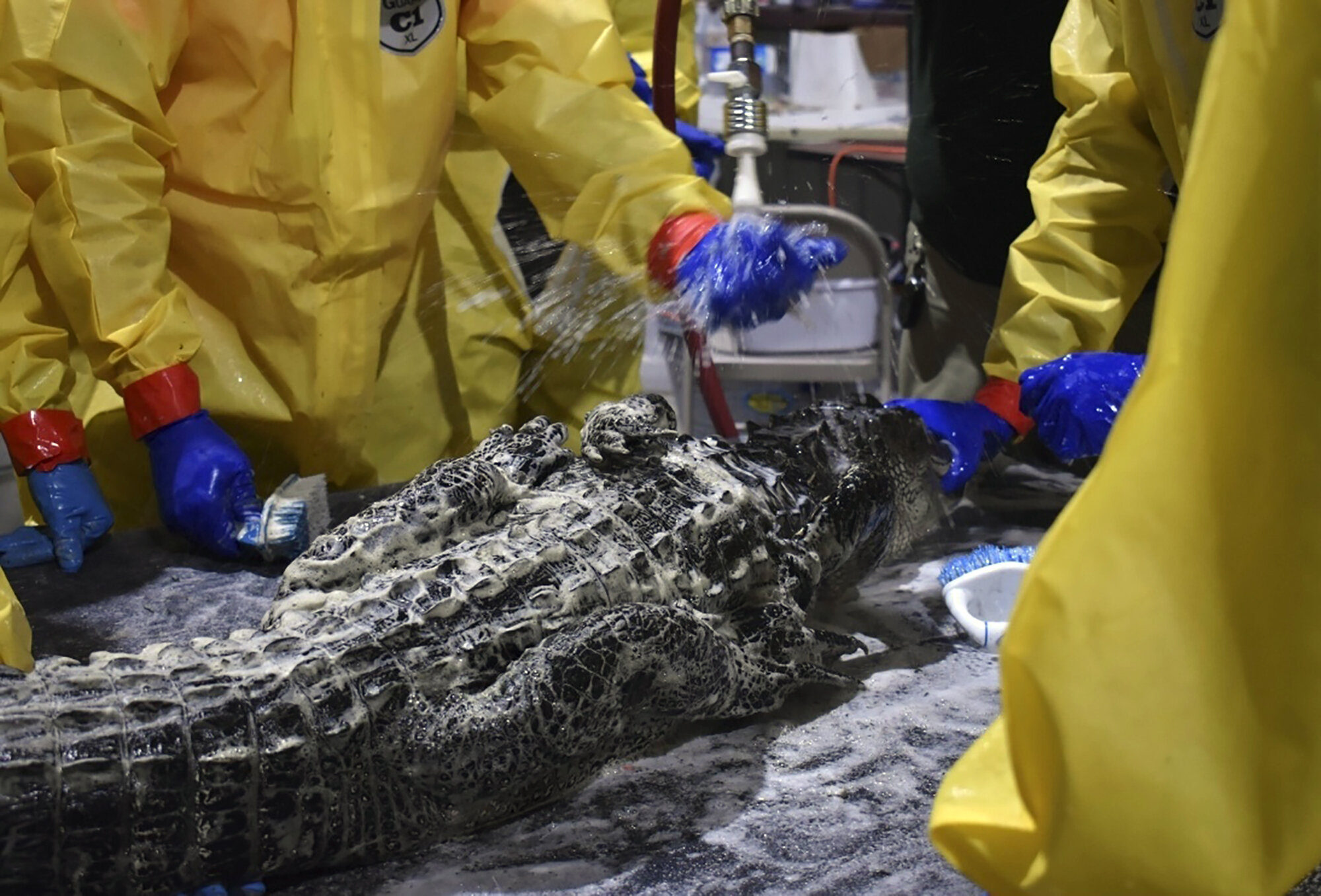 photo of Gators fouled by diesel spill get a scrubbing, teeth cleaned image