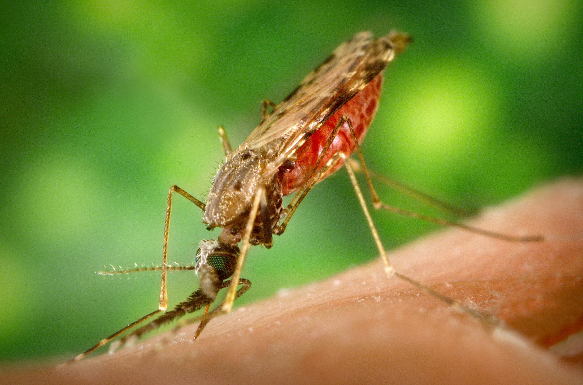 Geoengineering could return risk of malaria for one billion people