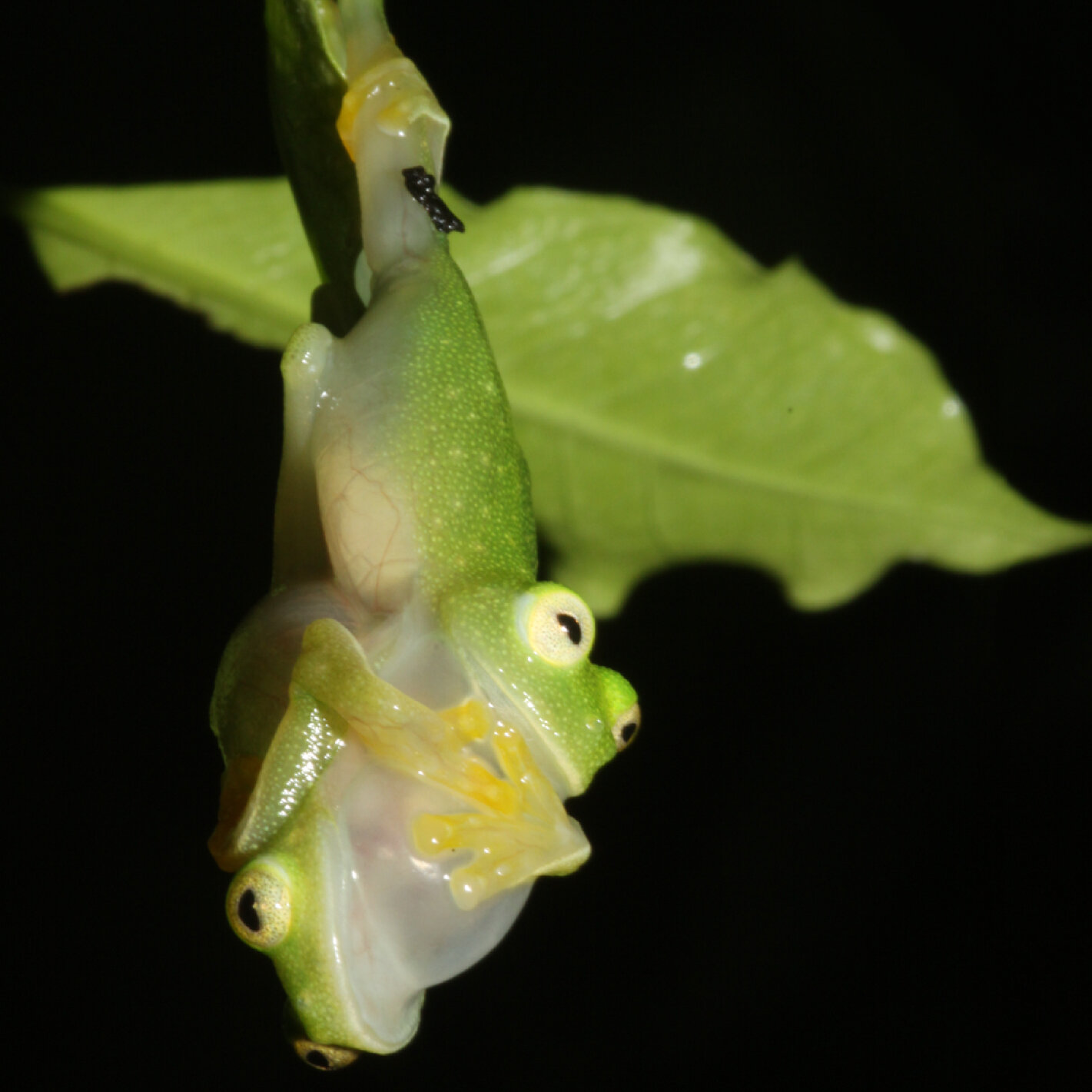 Scientists discover the secret power that makes glass frogs transparent