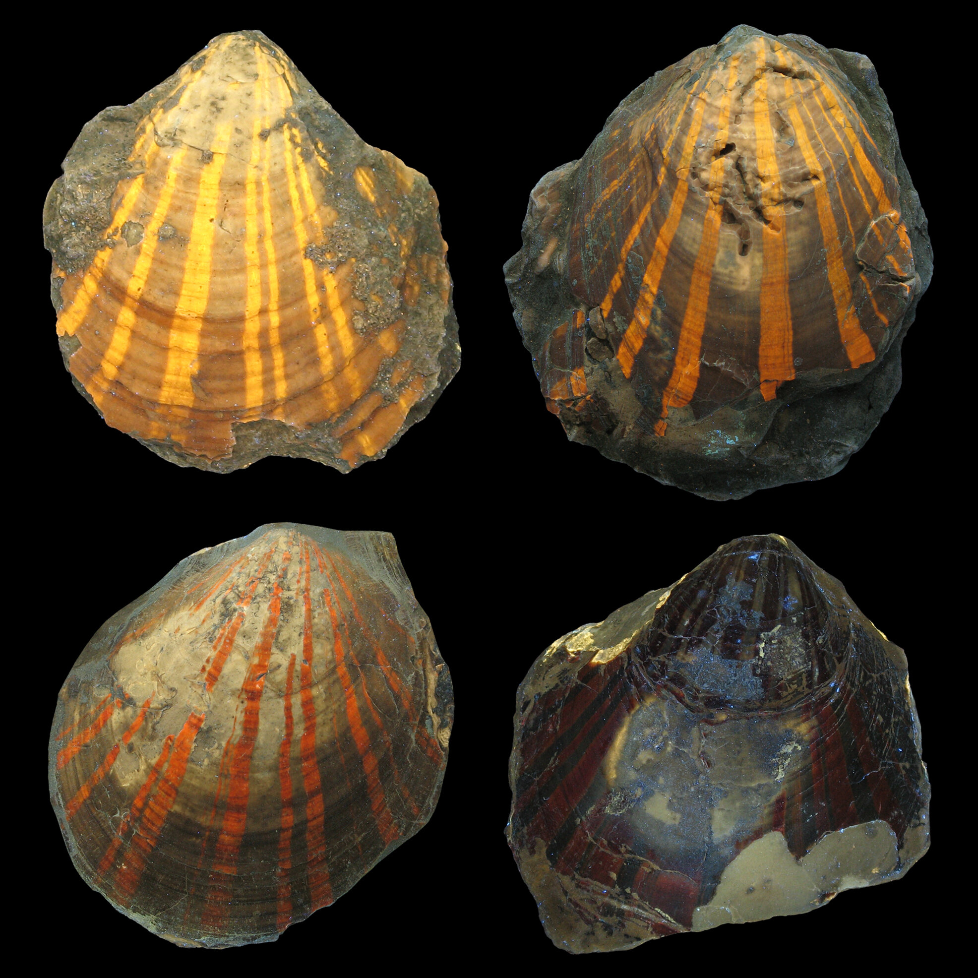 Glowing fossils: Fluorescence reveals color patterns of earliest scallops