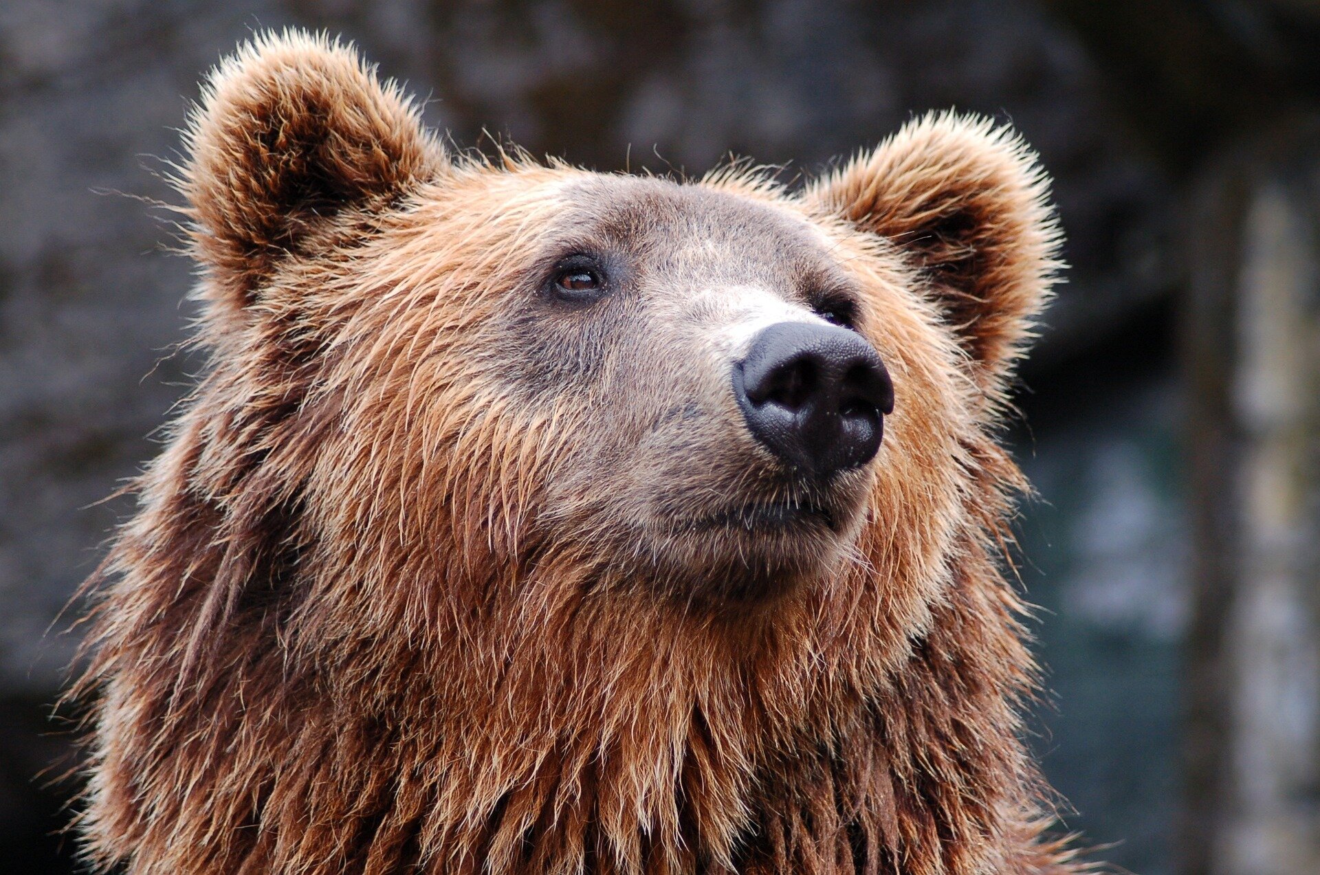 Support reintroducing grizzly bears to the North Cascades