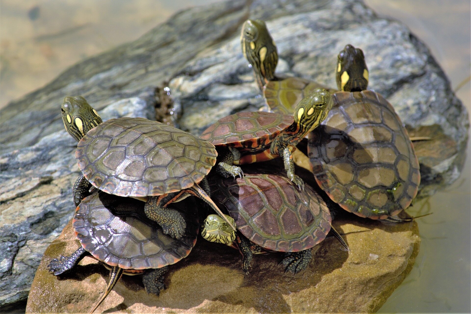How you can help tiny turtles in Vermont