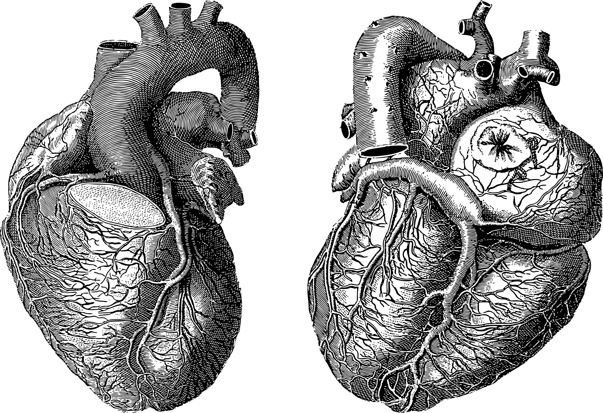 Tuned heart. Сердце анатомия.