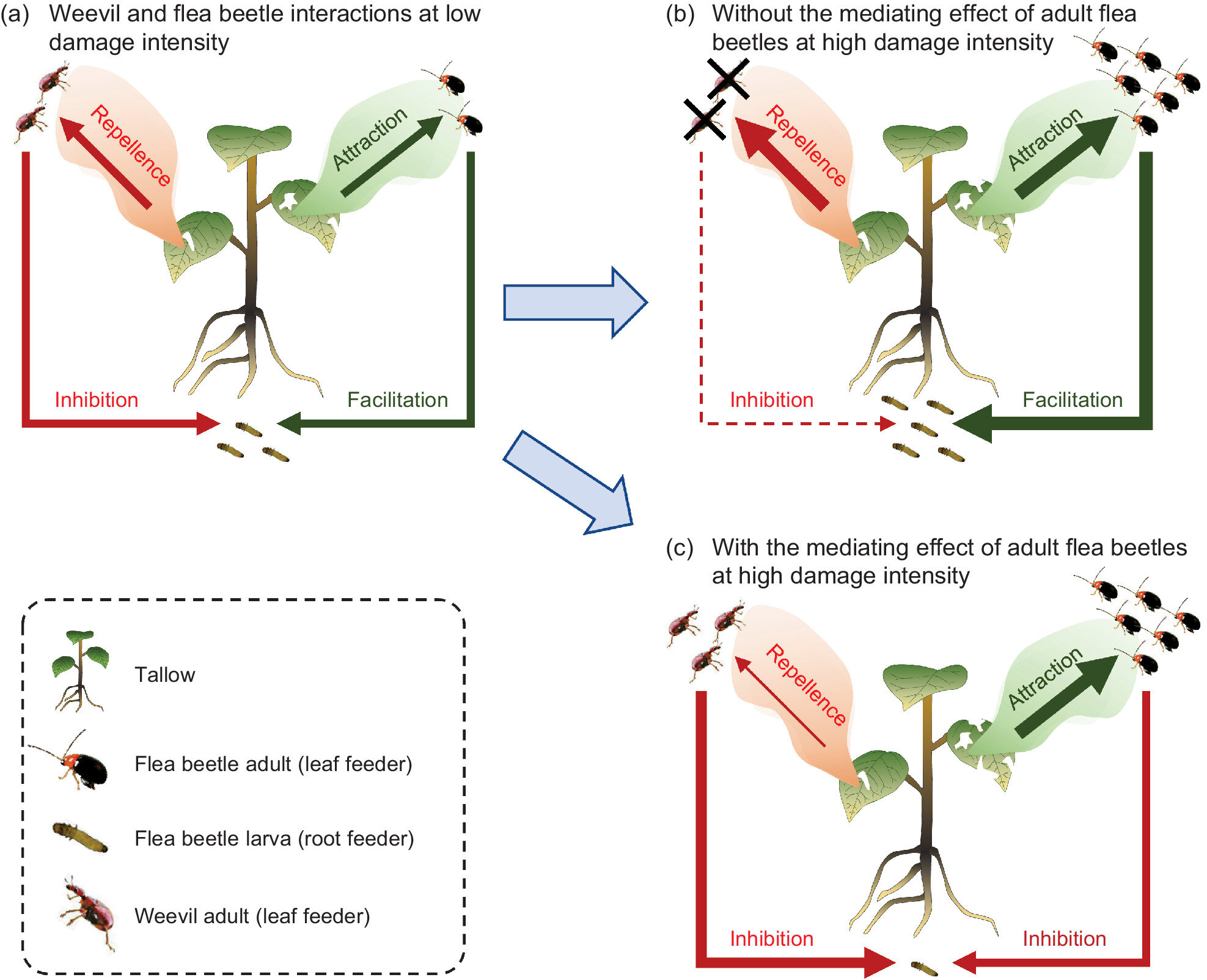 La identidad y la densidad de los herbívoros interactúan para determinar las interacciones entre herbívoros mediadas por plantas