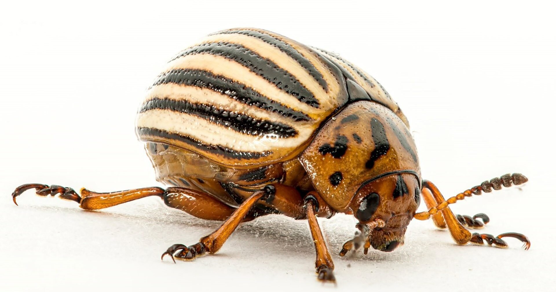 Insect hibernation: Colorado potato beetles break down and regrow their  muscles on demand