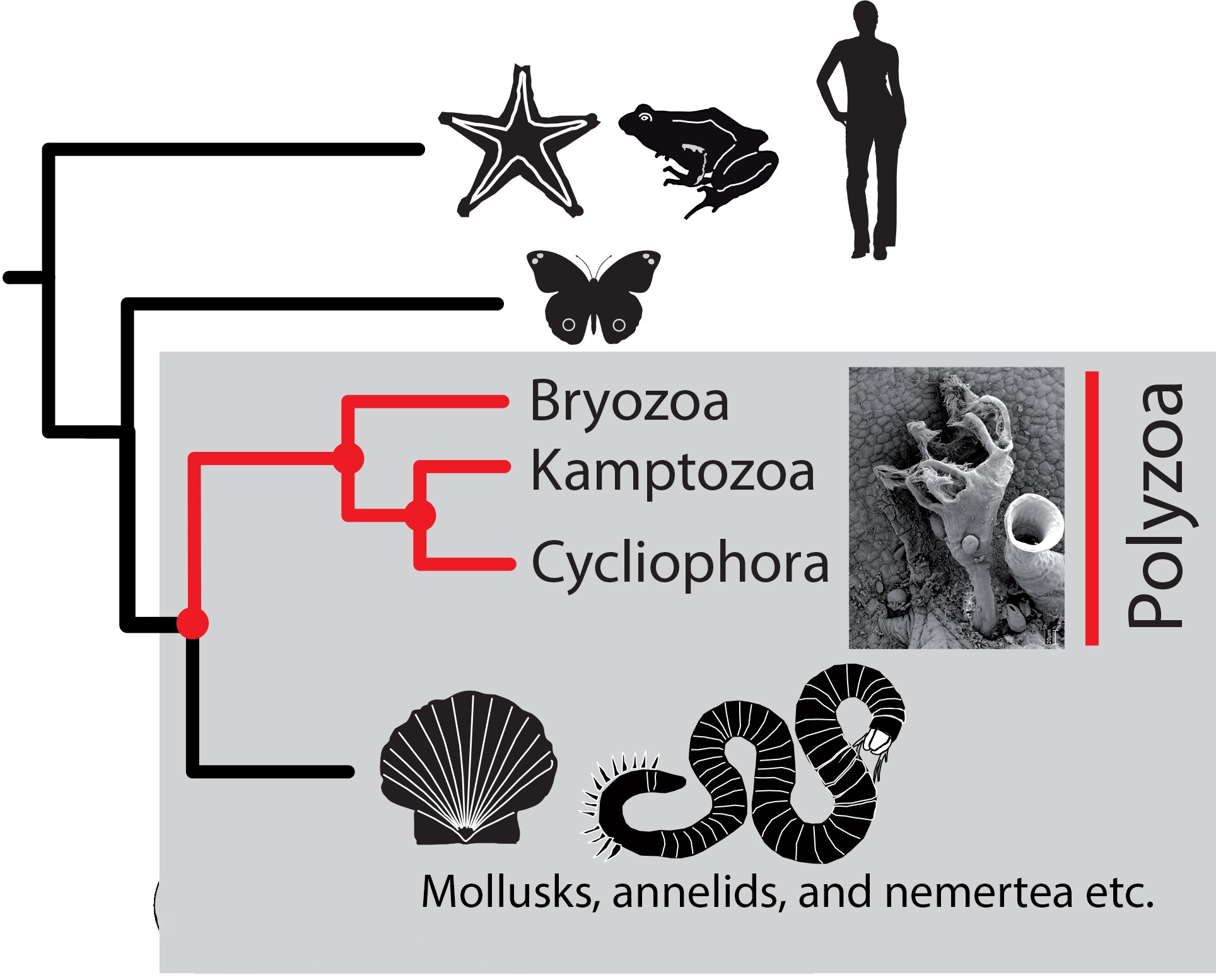 Hidden in genetics: The evolutionary interactions of two teams of ancient invertebrates exposed
