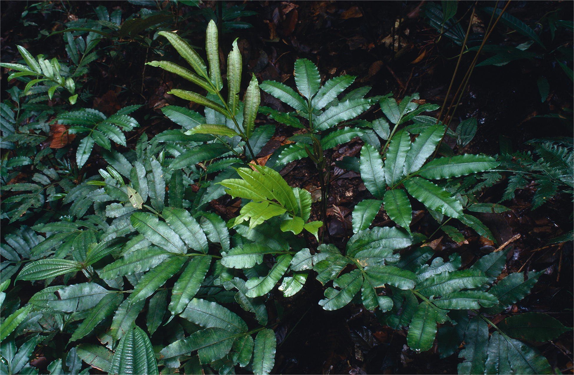Hidden in plain sight: Seven new species of showy tropical forest ferns