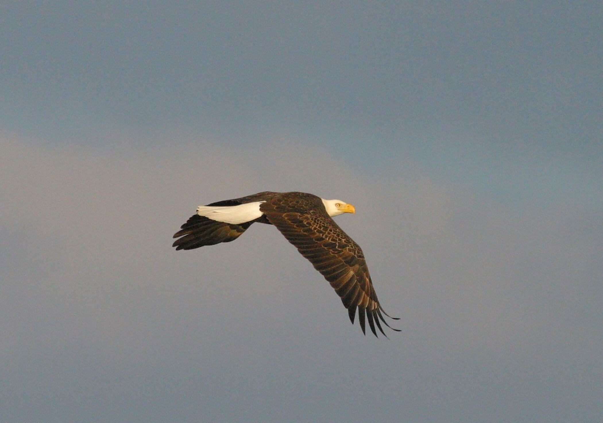 Highly pathogenic avian influenza confirmed in three Georgia bald eagles