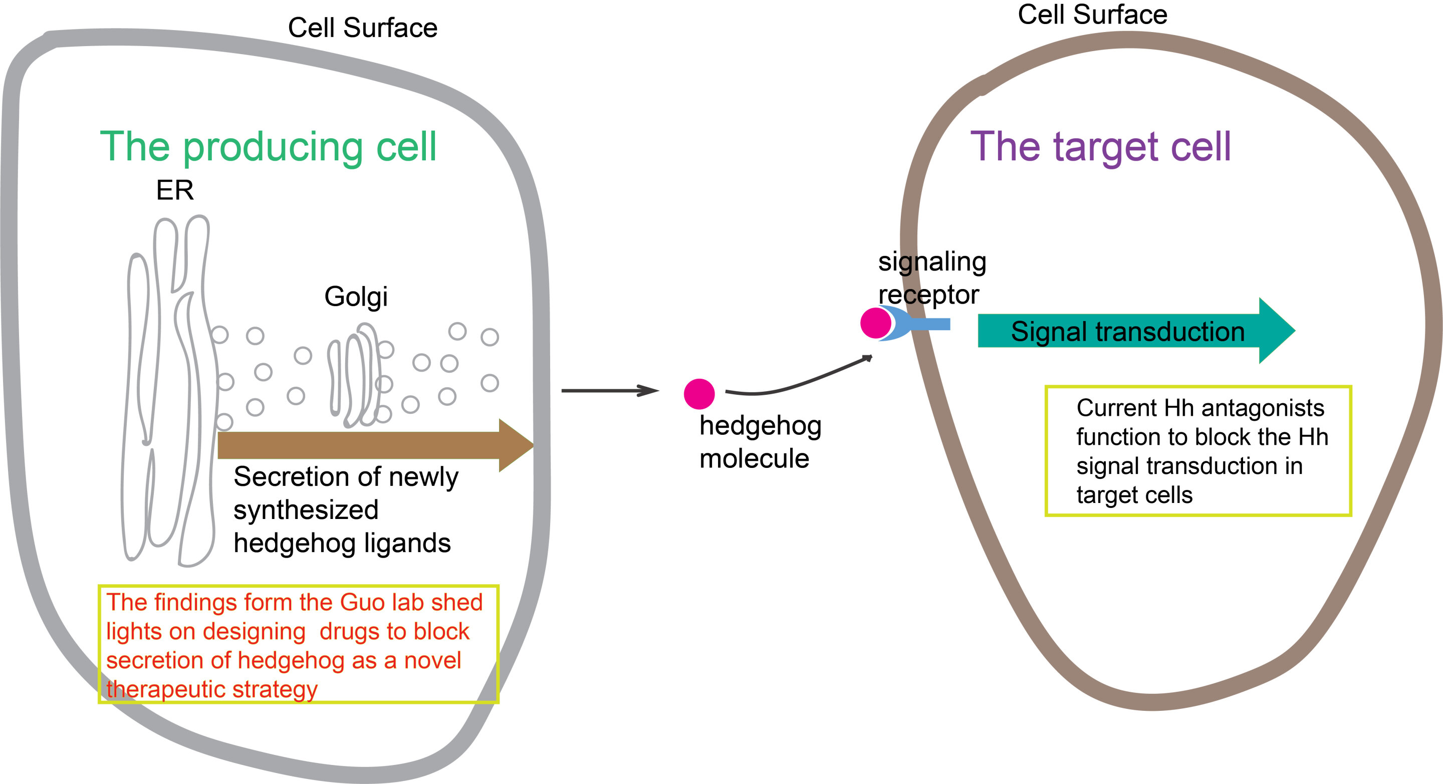 #A novel molecular mechanism that regulates secretion of the sonic hedgehog signaling molecule