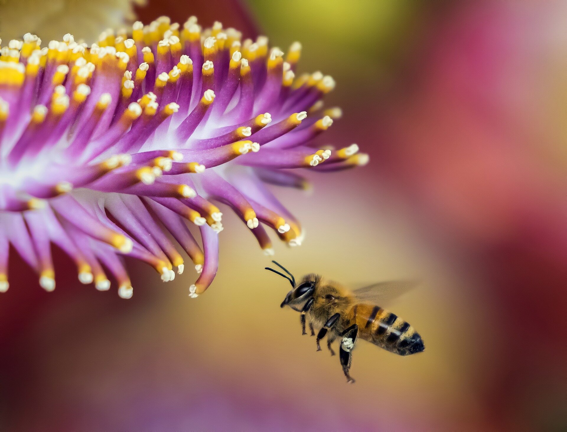 Honeybees at risk, along with the crops they pollinate: Scientists think the sol..