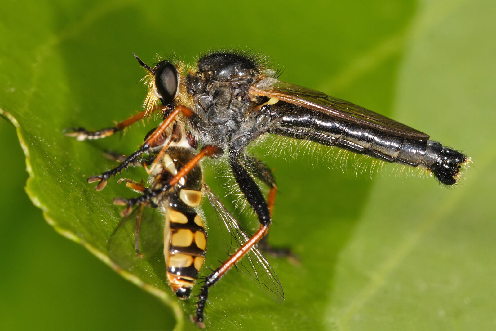 #How hunting robber flies snatch victims from the air