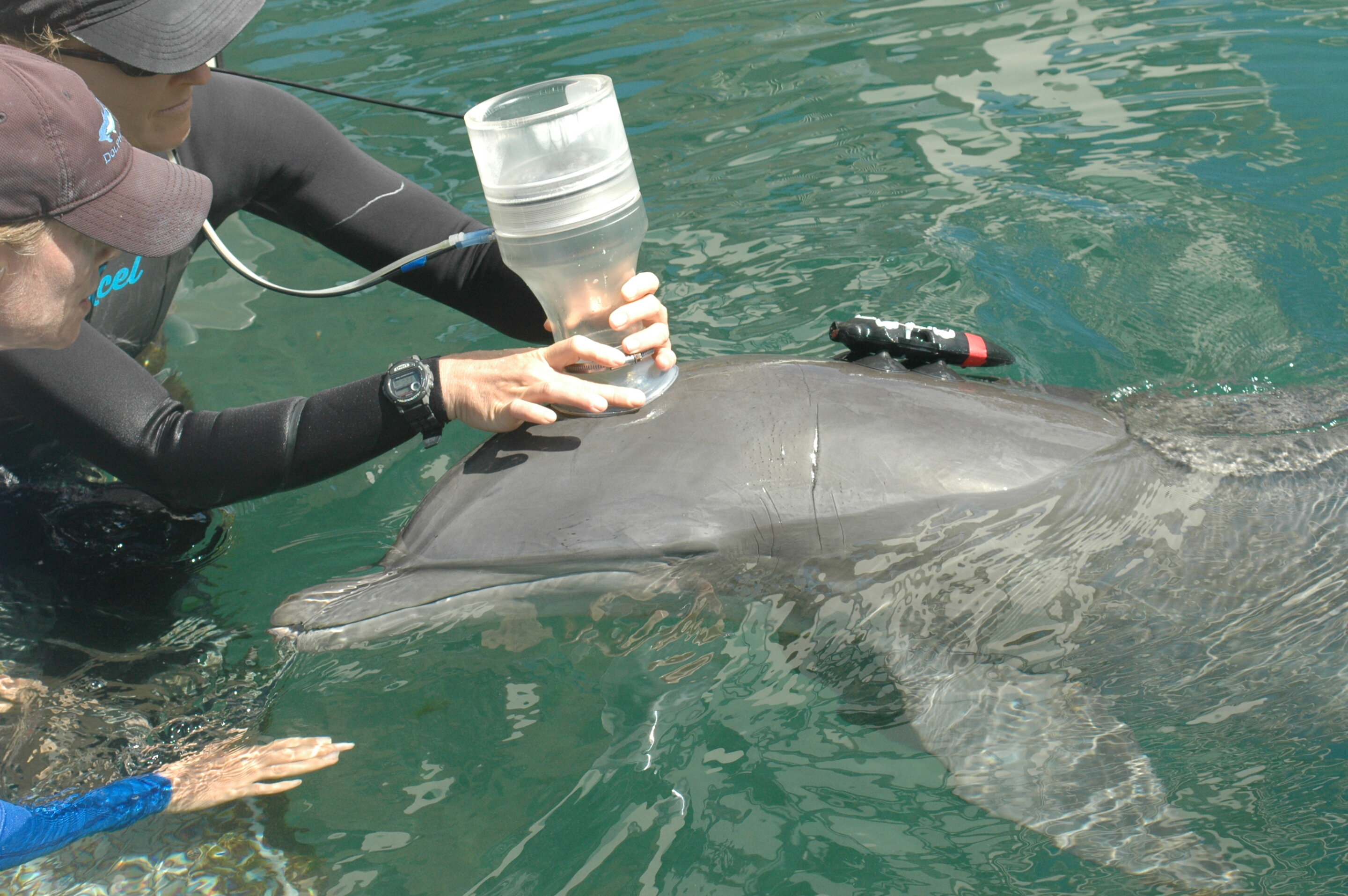 Combien d’énergie un dauphin utilise-t-il pour nager ?