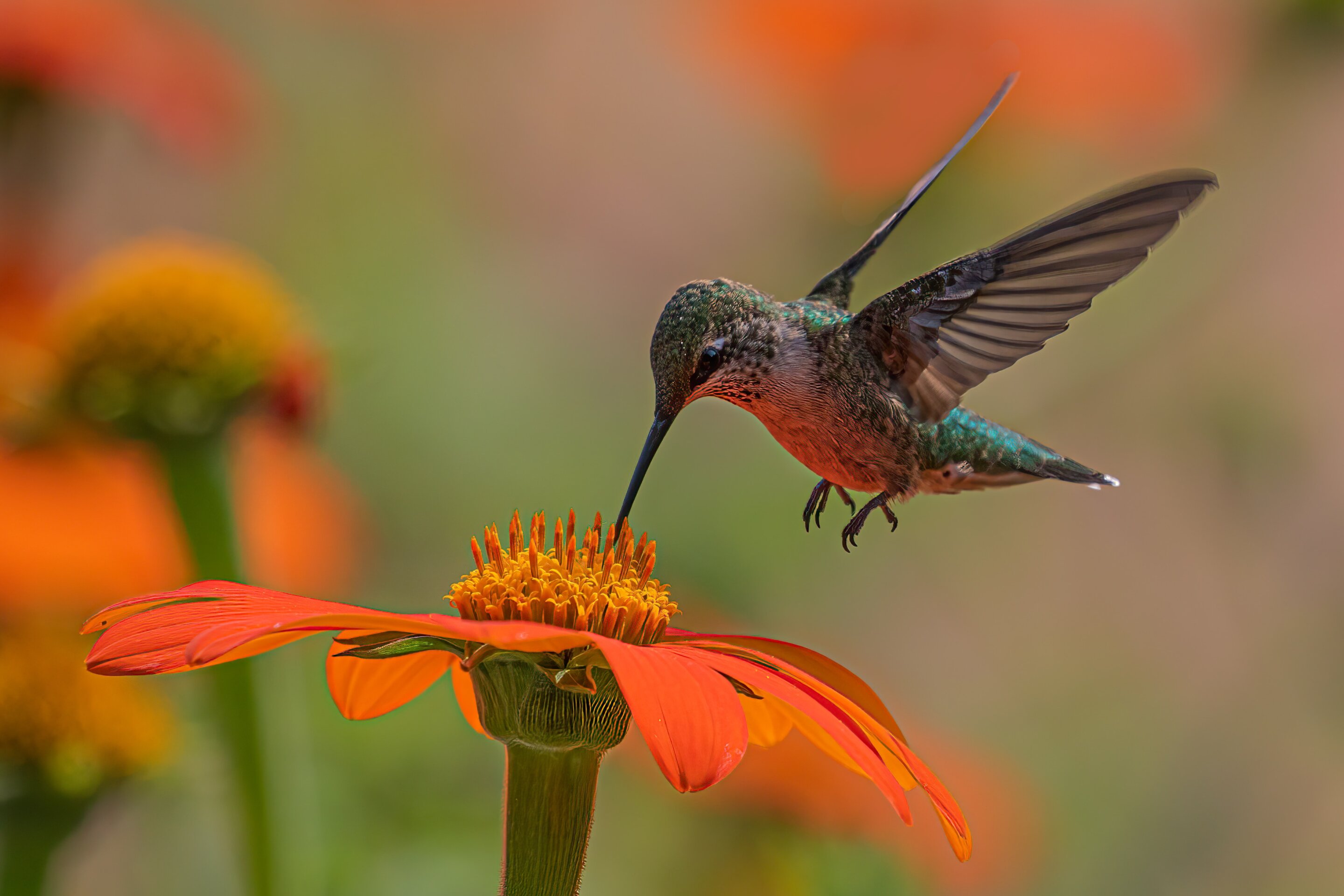 photo of Hummingbirds may struggle to go any further uphill image