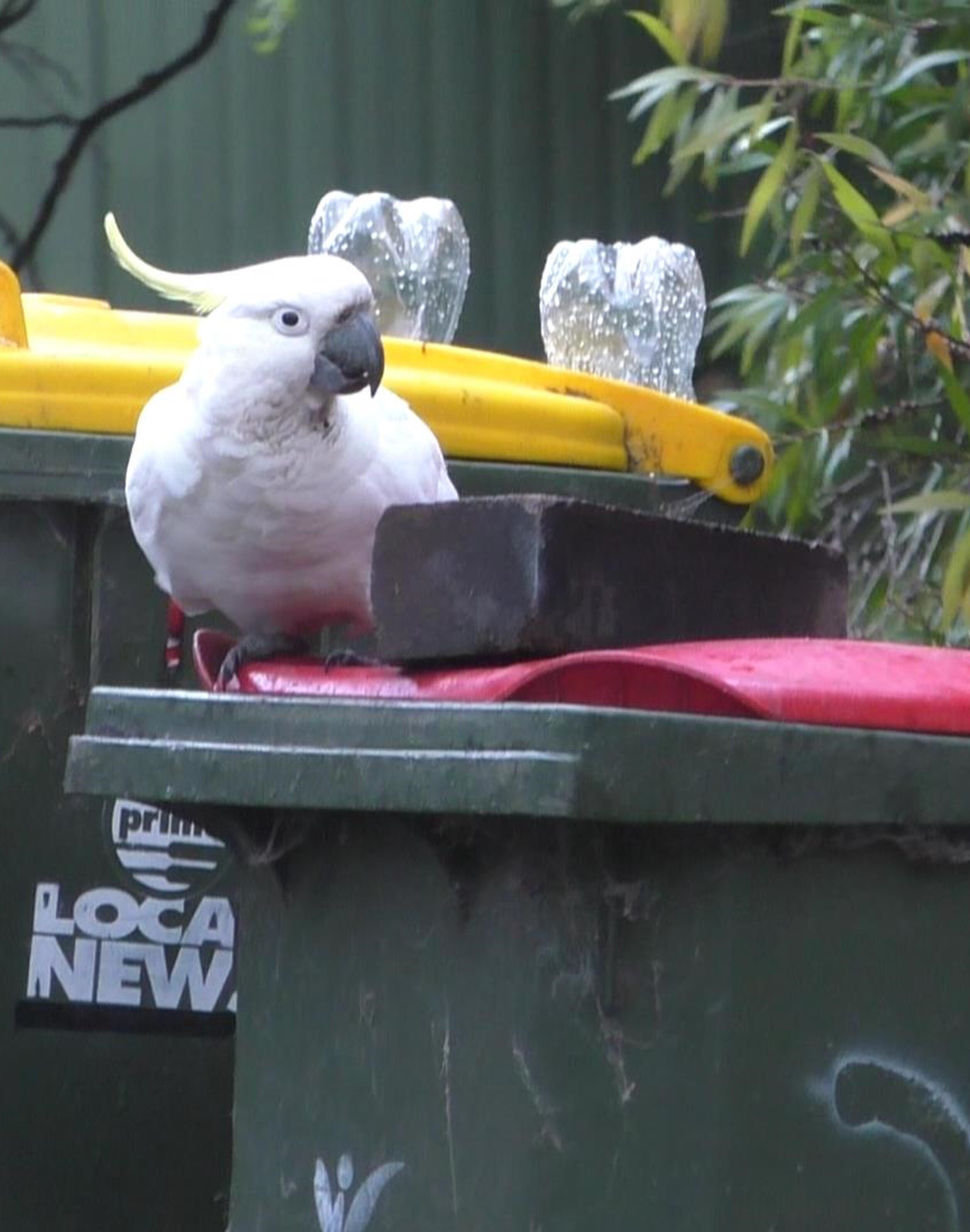 #Bin-opening cockatoos enter ‘arms race’ with humans