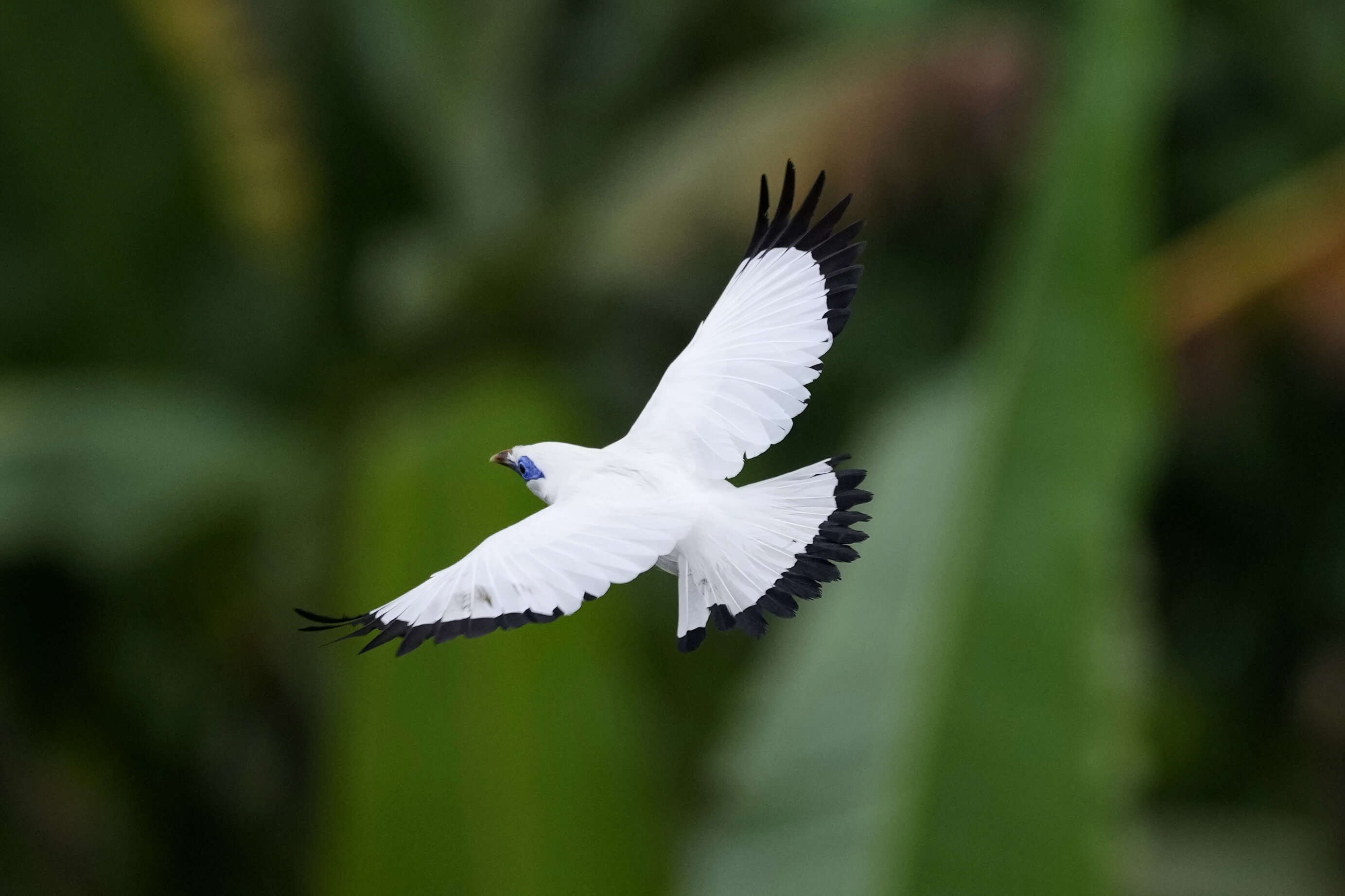 #In Bali, bird sellers help endangered mynah make a comeback