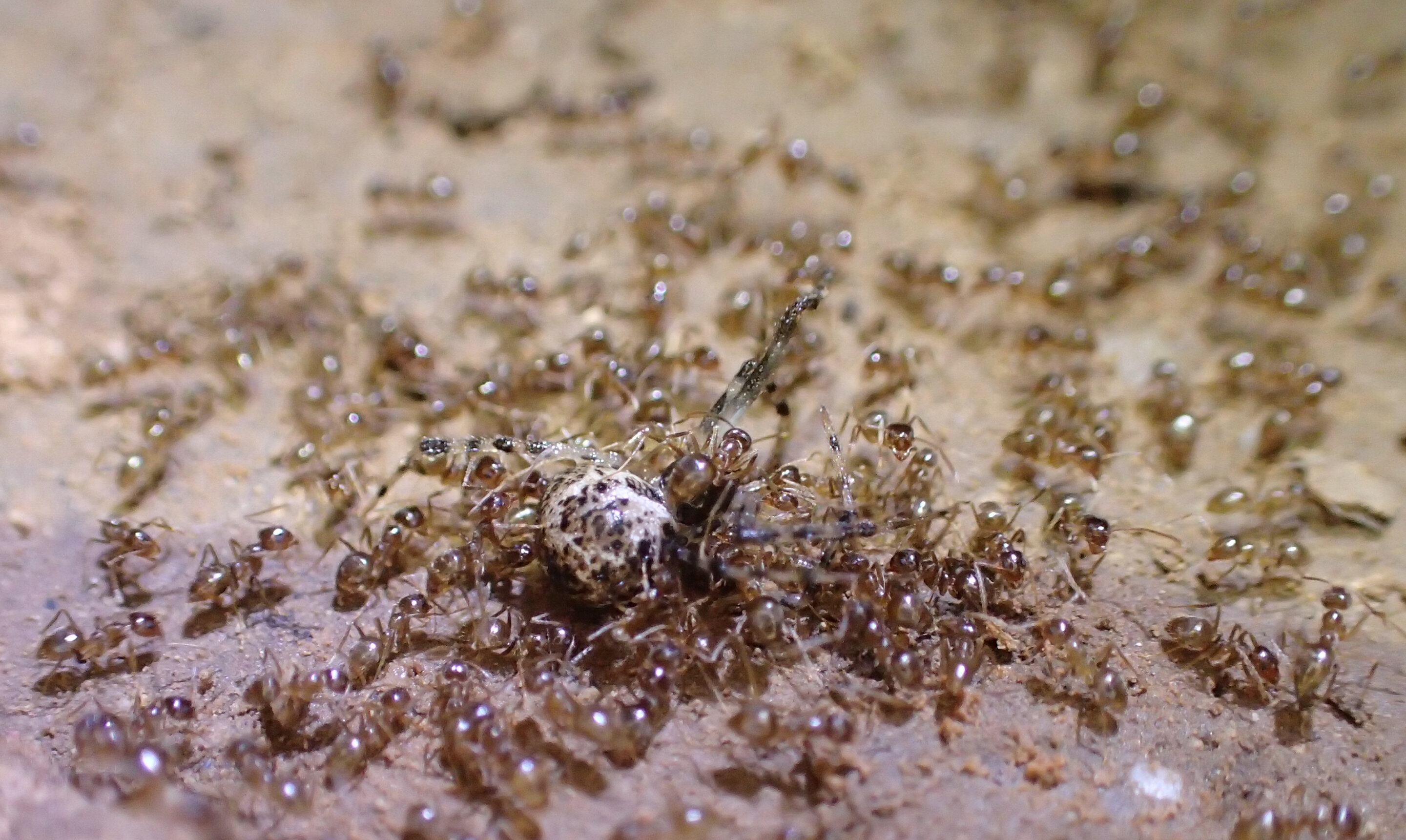 Непобедимые муравьи