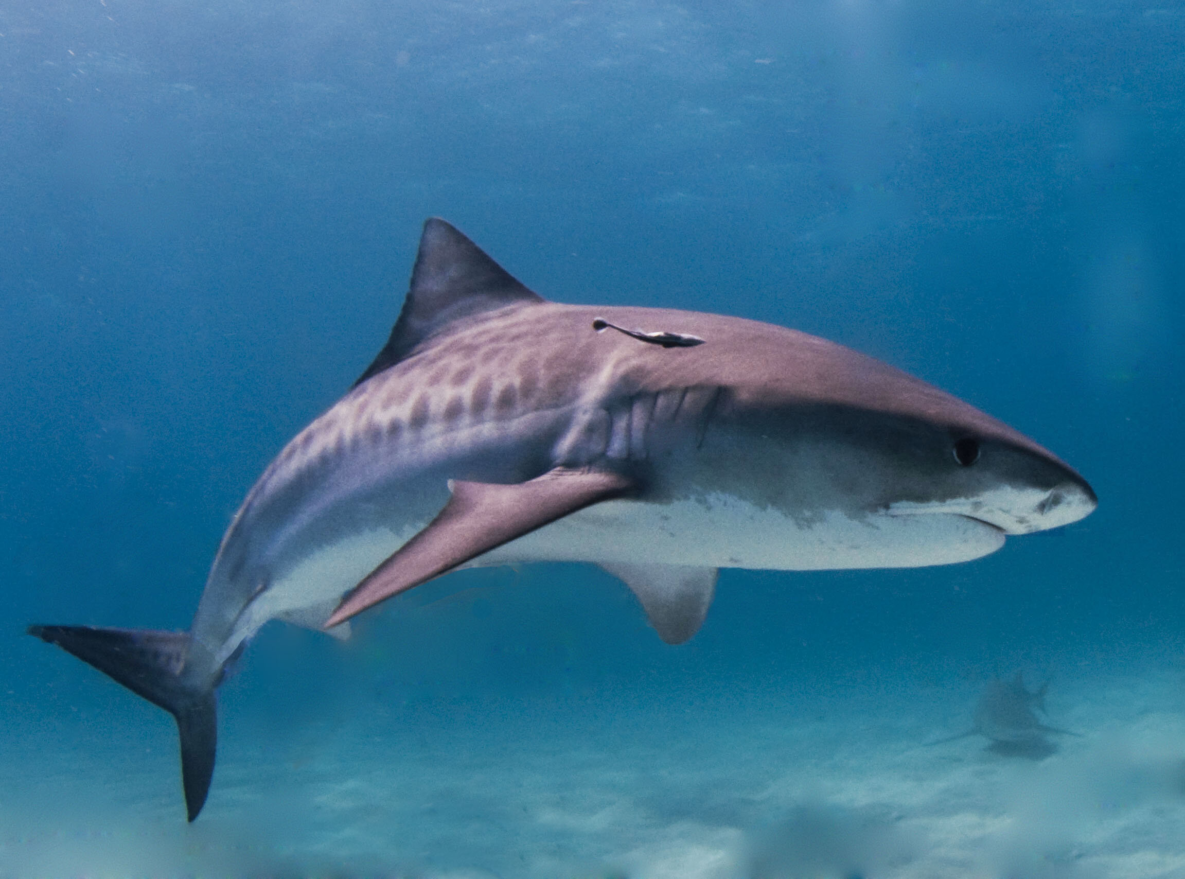 It's the eye of the tiger (shark)! Animal-borne cameras reveal how tiger sharks ..