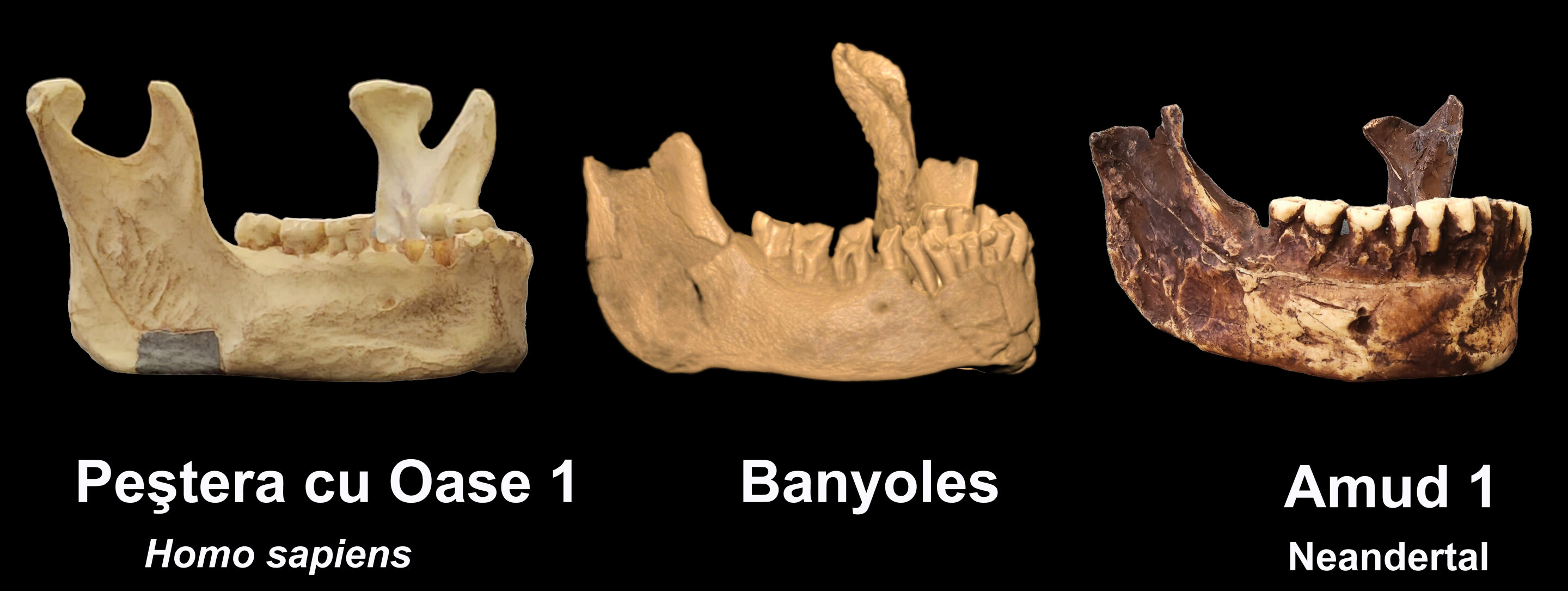 Древняя челюсть может свидетельствовать о самом раннем присутствии людей в Европе