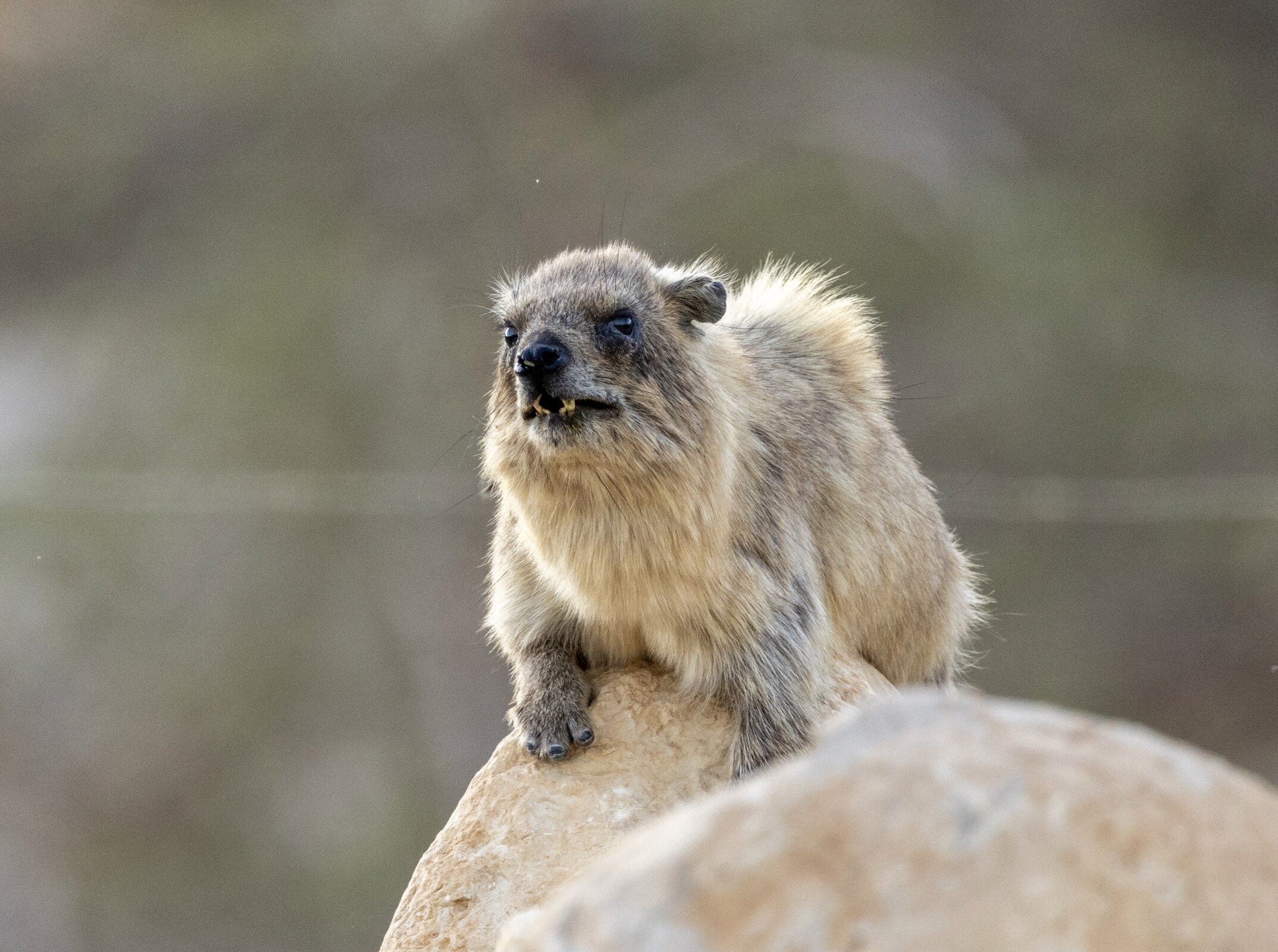 #Keeping to a beat is linked to reproductive success in male rock hyraxes