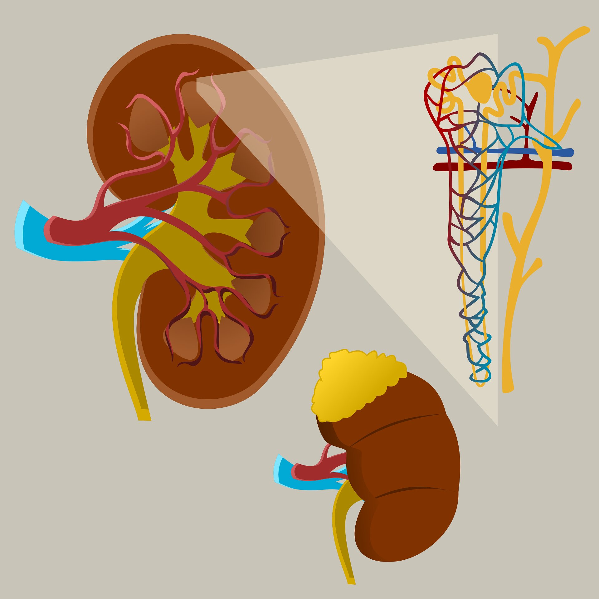 #COVID kidney injury may be twice as common as diagnosed