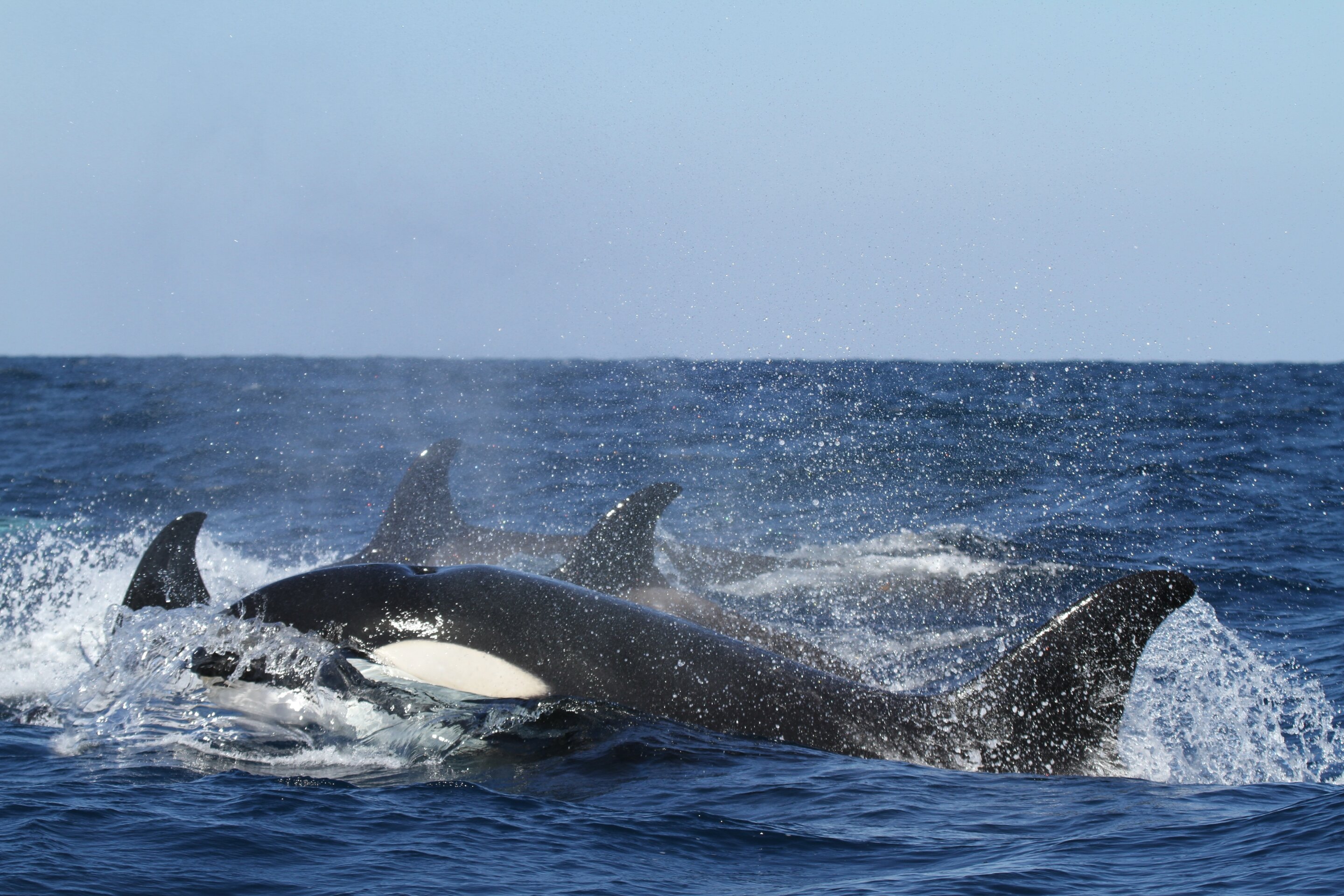 photo of Killer whales damage boats in Spanish, Portuguese waters in puzzling new behavior image