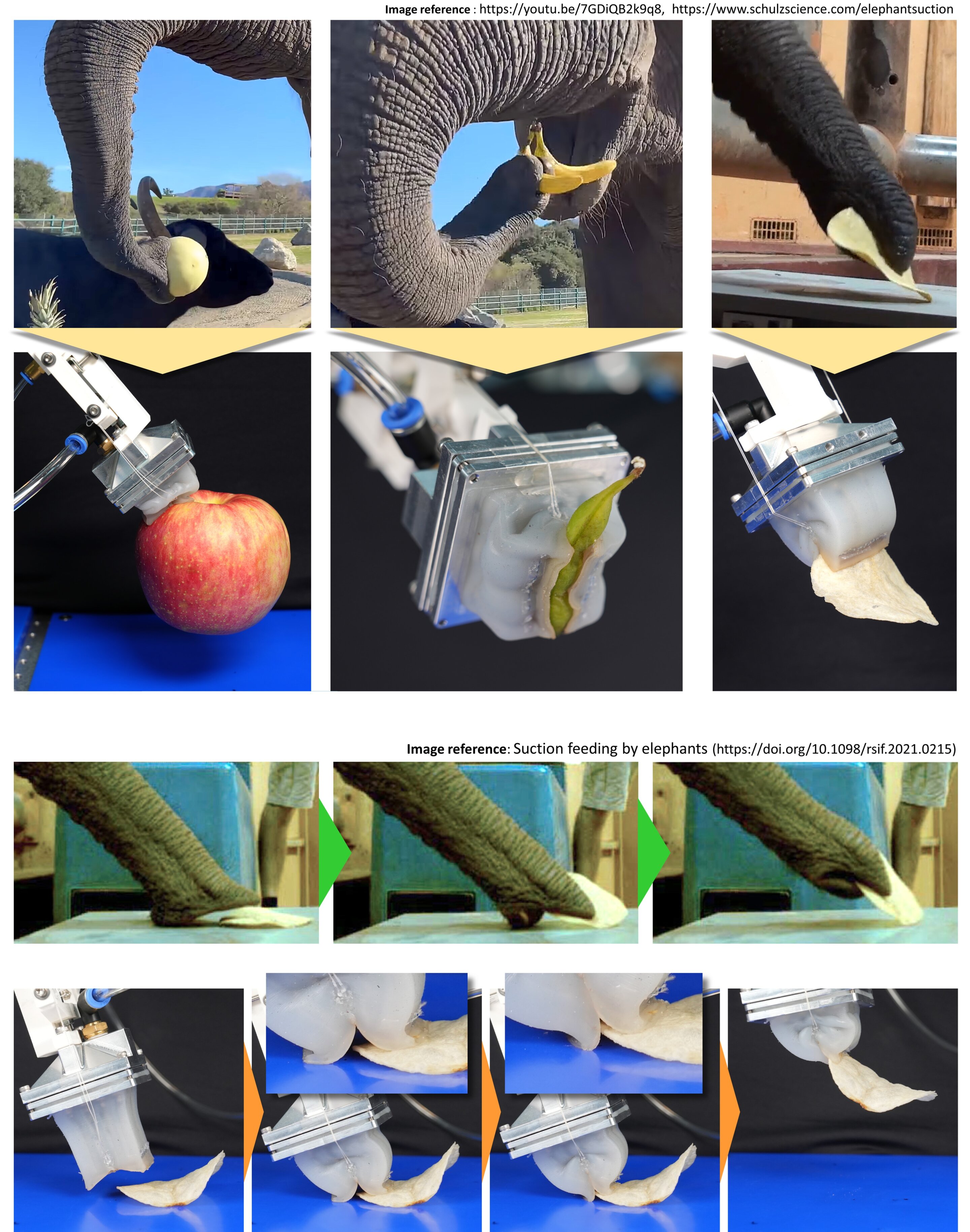 Developing the world’s first elephant trunk-mimetic robot hand, capable of gripping even fine needles