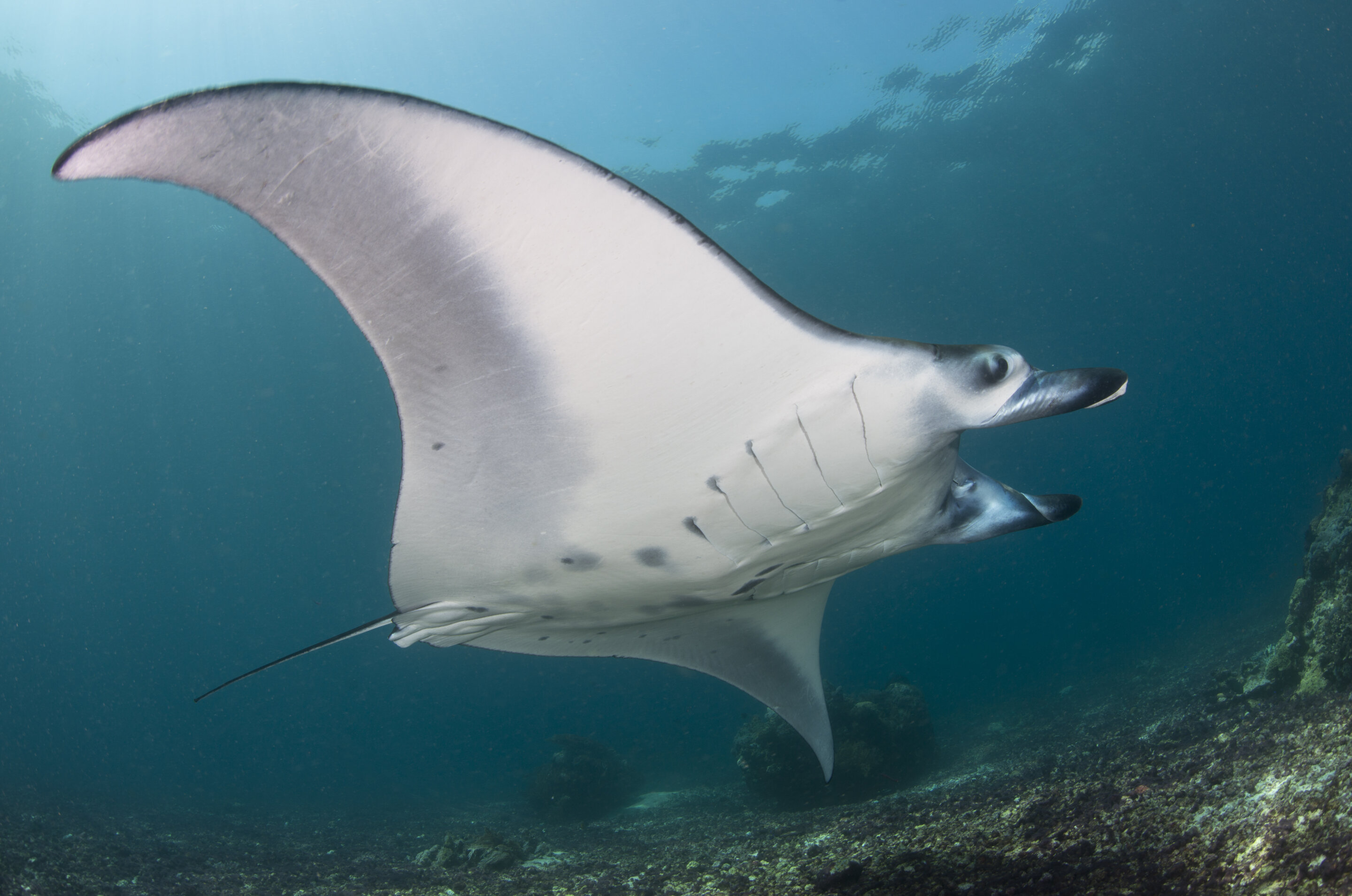 Komodo National Park is home to some of the world's largest manta ray aggregatio..