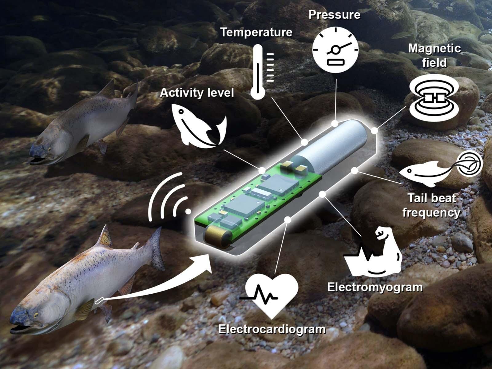 Lab-on-a-Fish integrates location, heartbeat, tail beat, and even the temperatur..