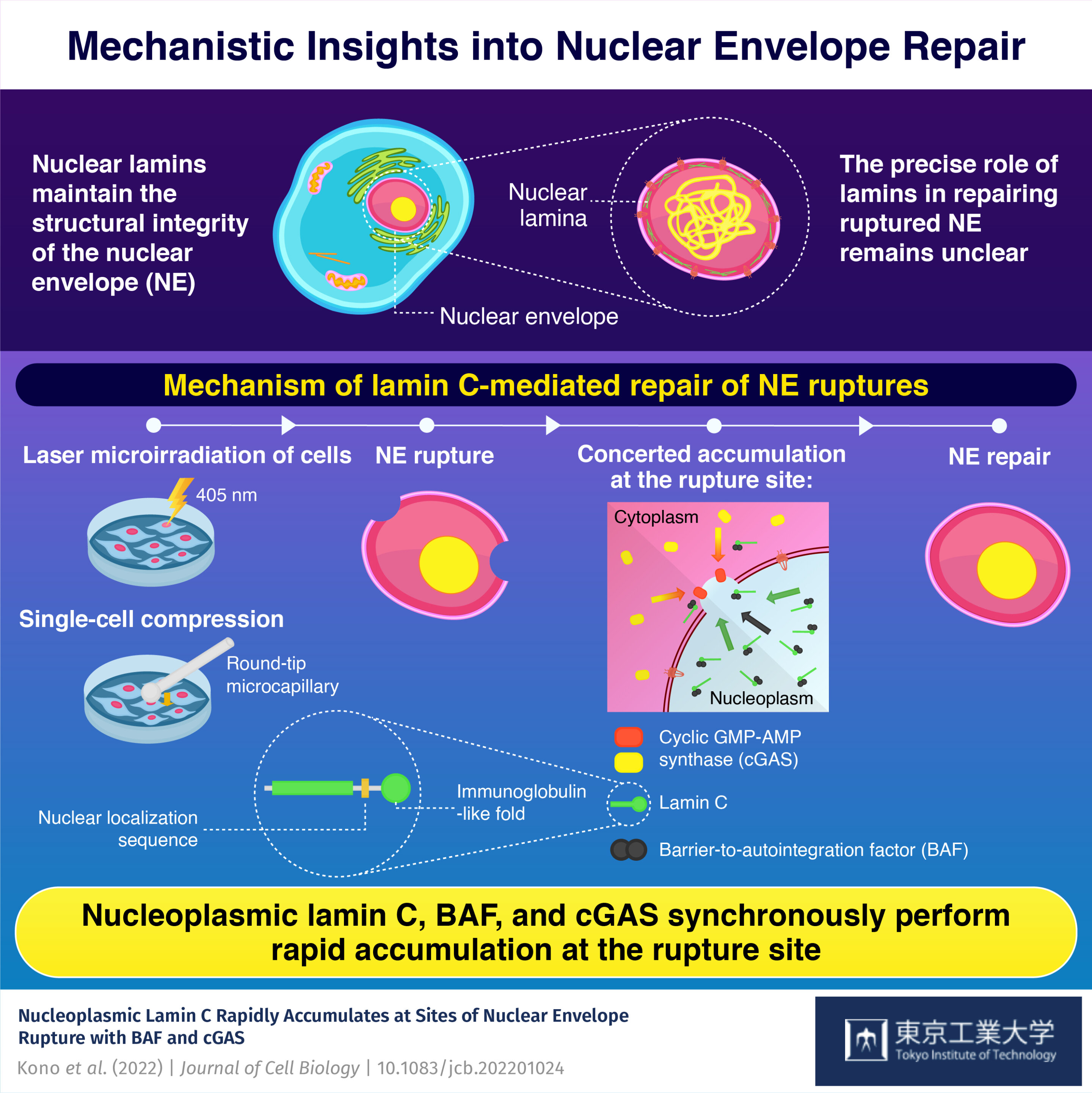 Lamin C facilitates repair of damaged nuclear envelope in human and mouse cells
