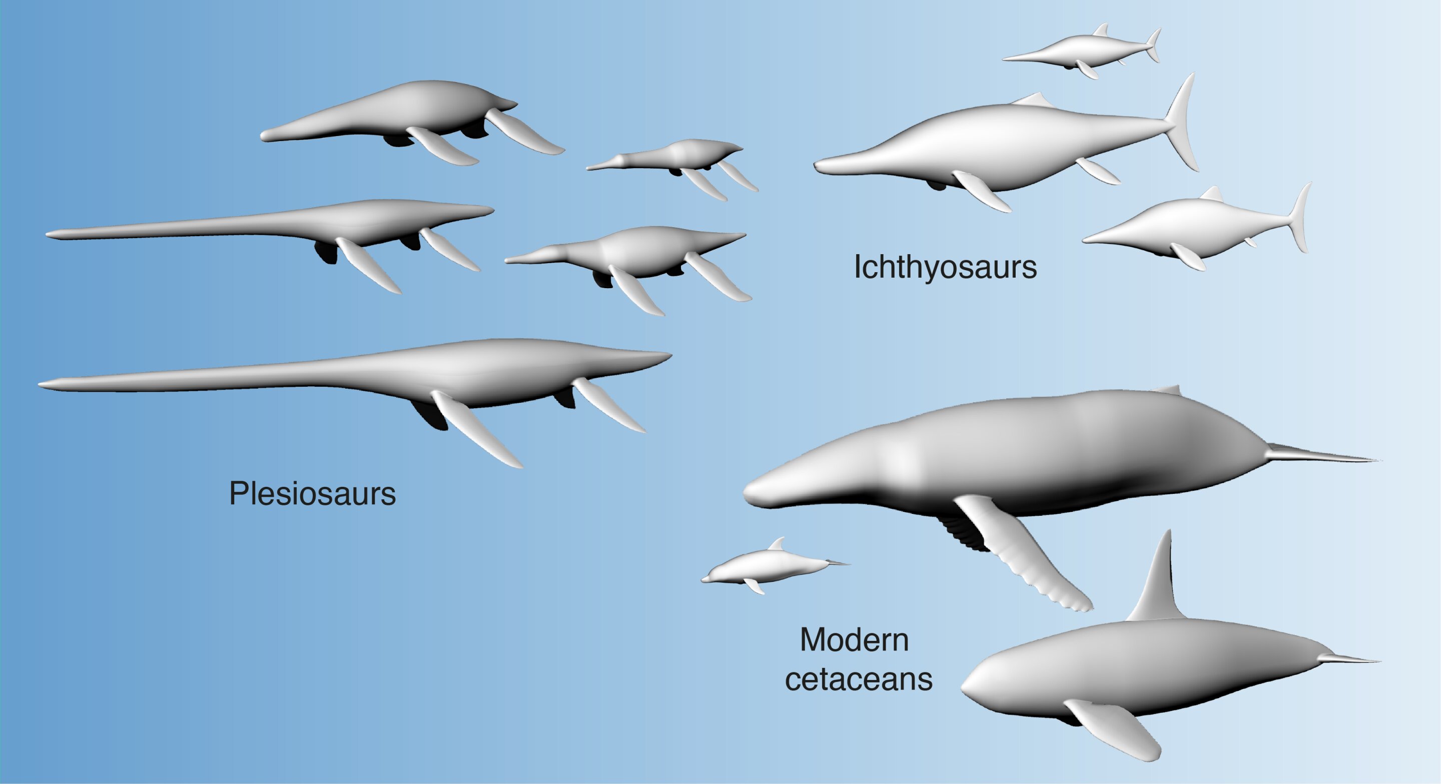 Large bodies helped extinct marine reptiles with long necks swim, new study find..