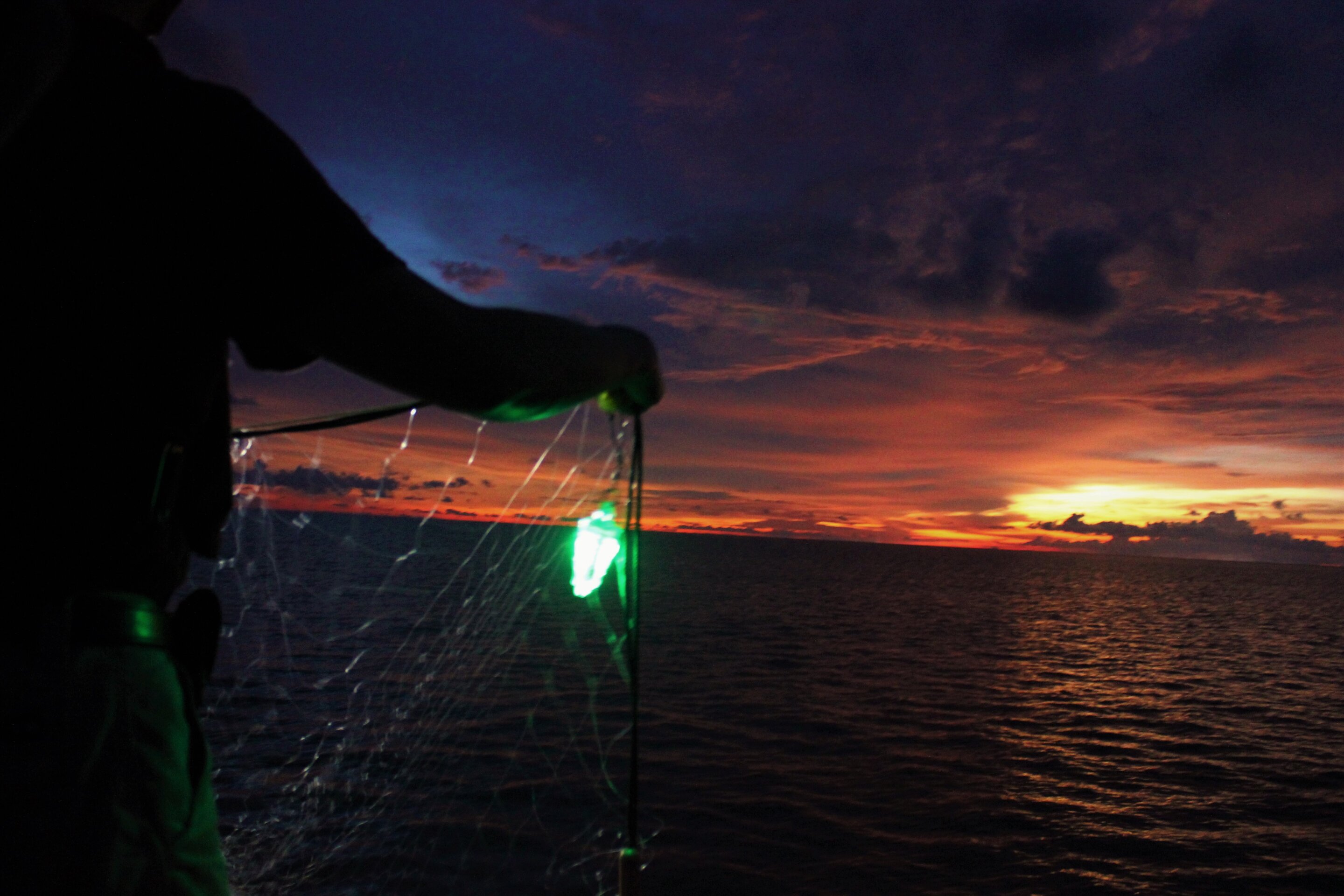Lighted nets dramatically reduce bycatch of sharks and other wildlife while maki..