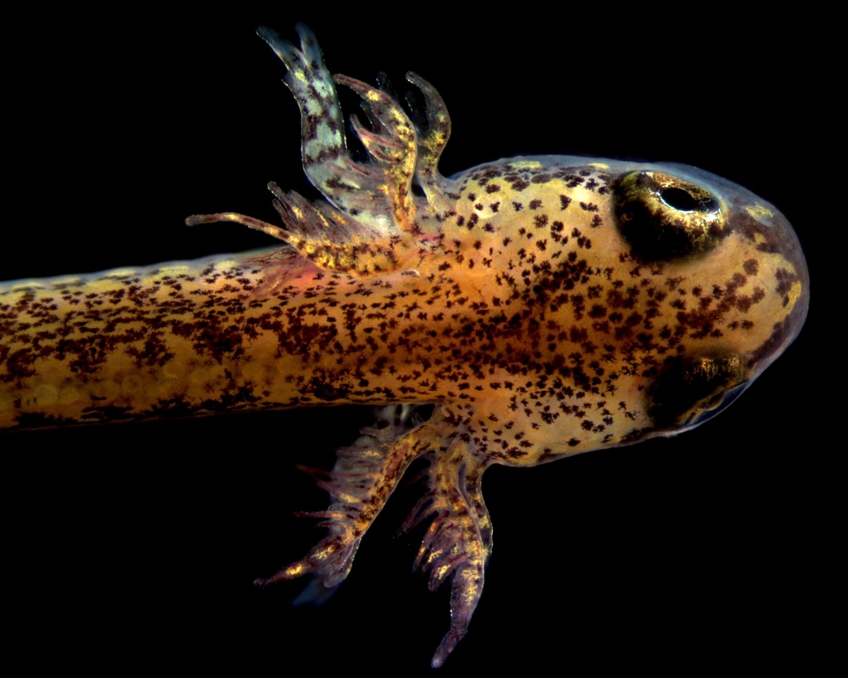photo of Lungless salamanders develop lungs as embryos despite lung loss in adults for millions of years image