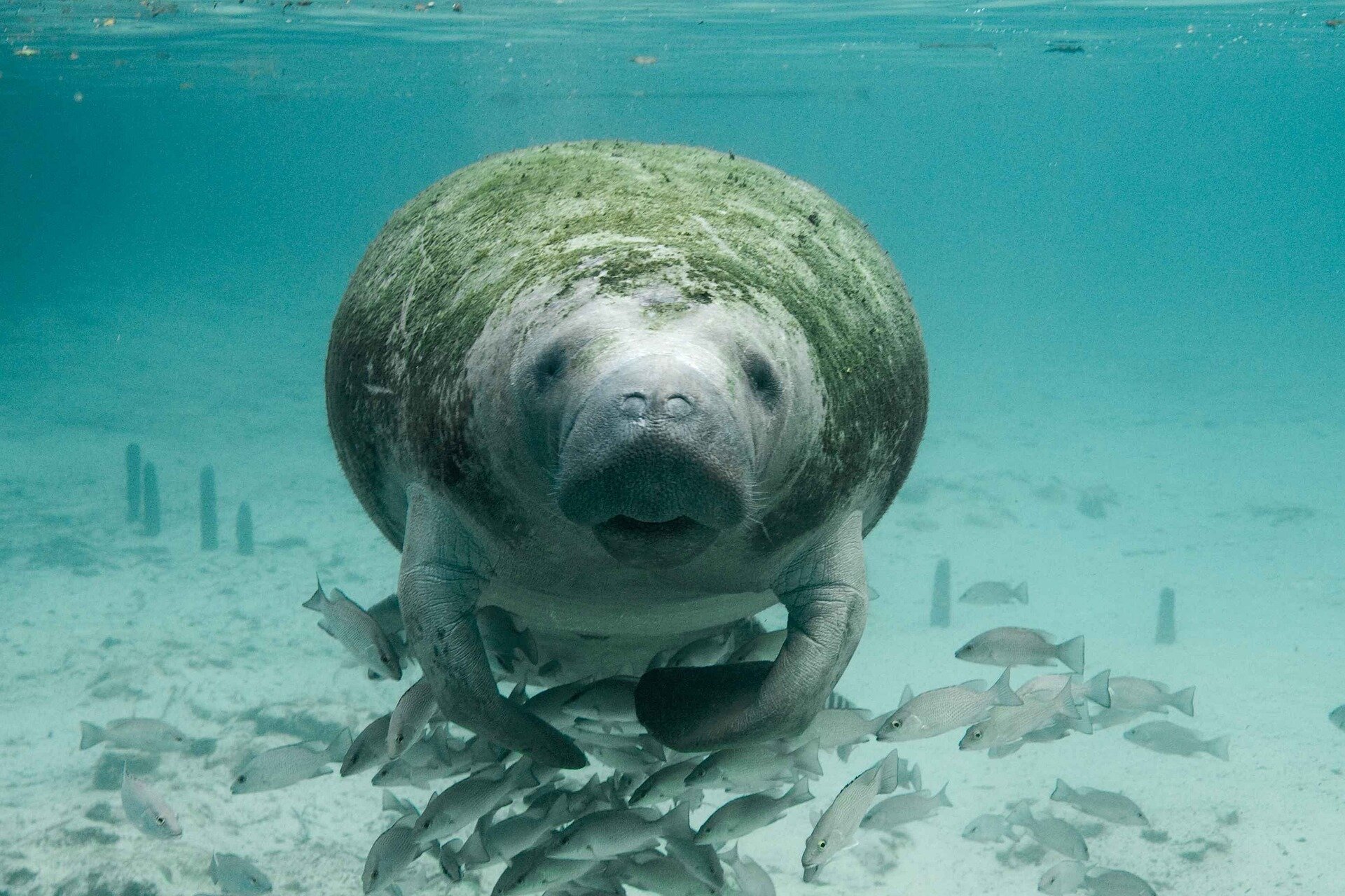 #Ailing manatees in Florida’s Brevard County appear to have outlasted Christmas freeze