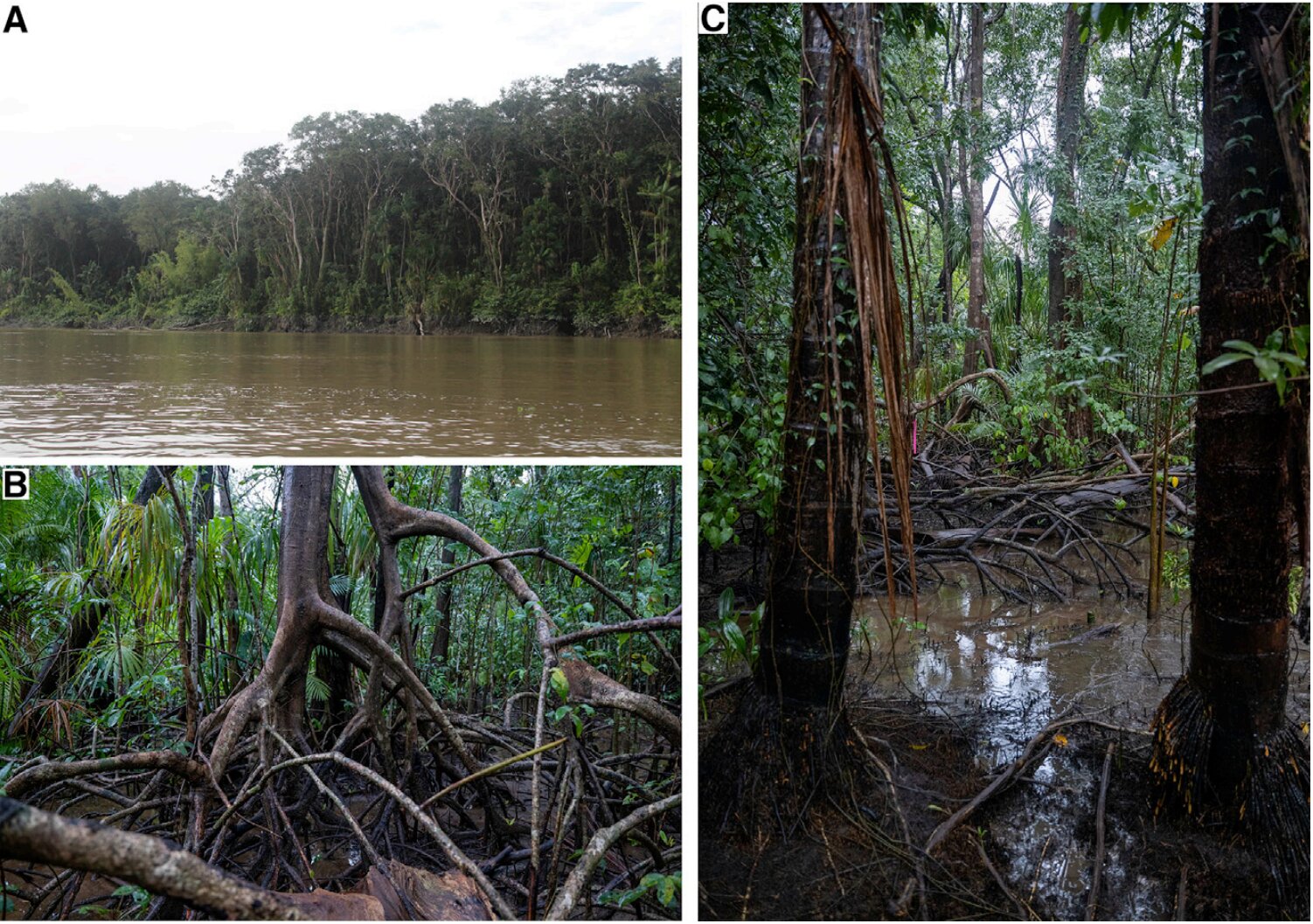 Mangrove forest found living in freshwater