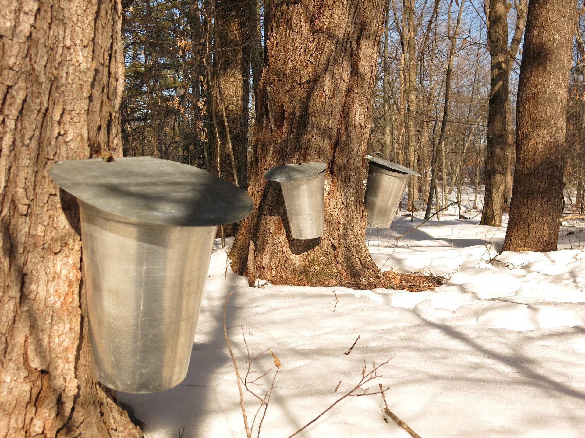 #Climate change means uncertain future for maple trees, syrup season