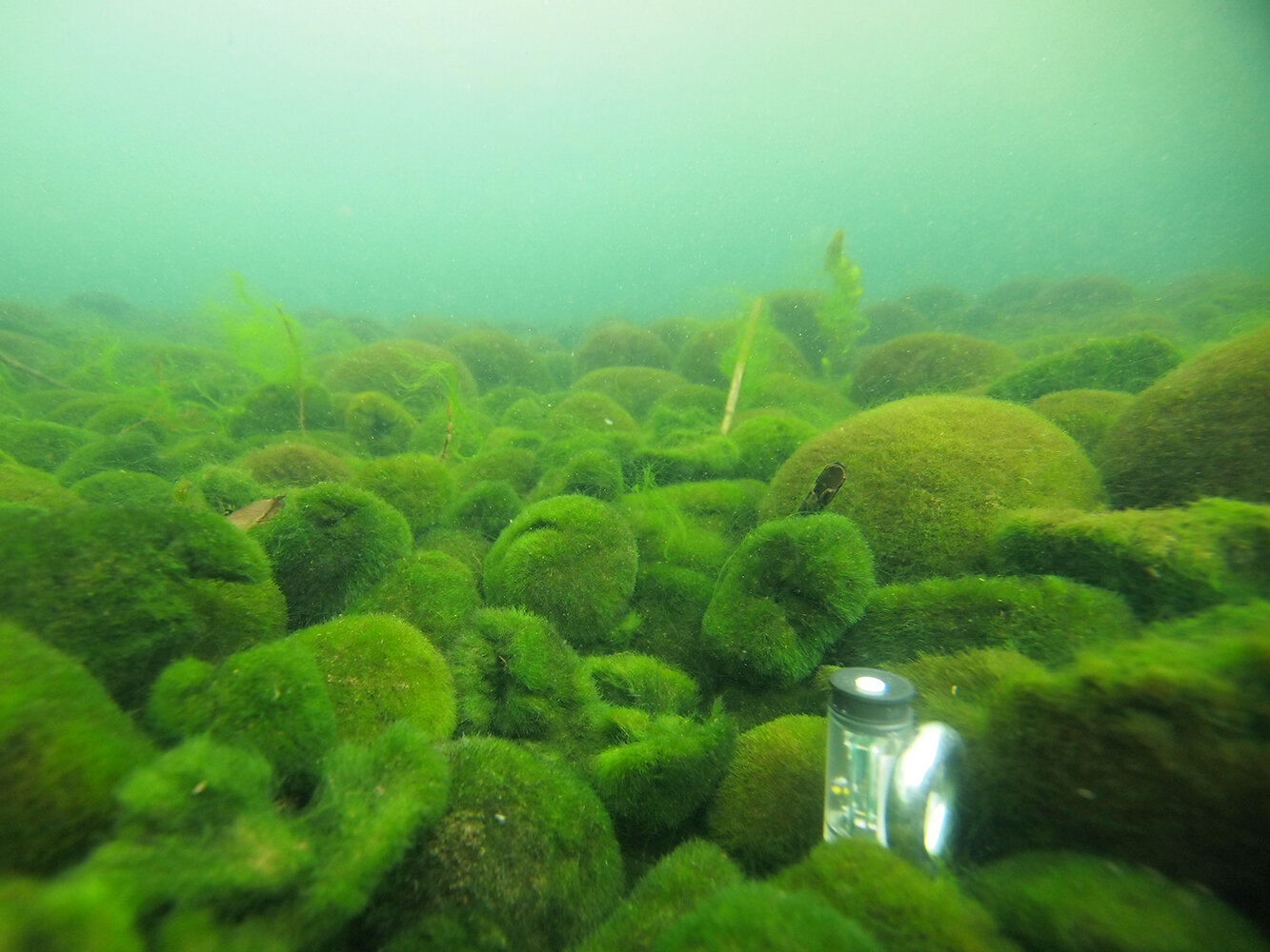 #Massive ‘marimo’ algae balls at risk for deadly winter sunburn