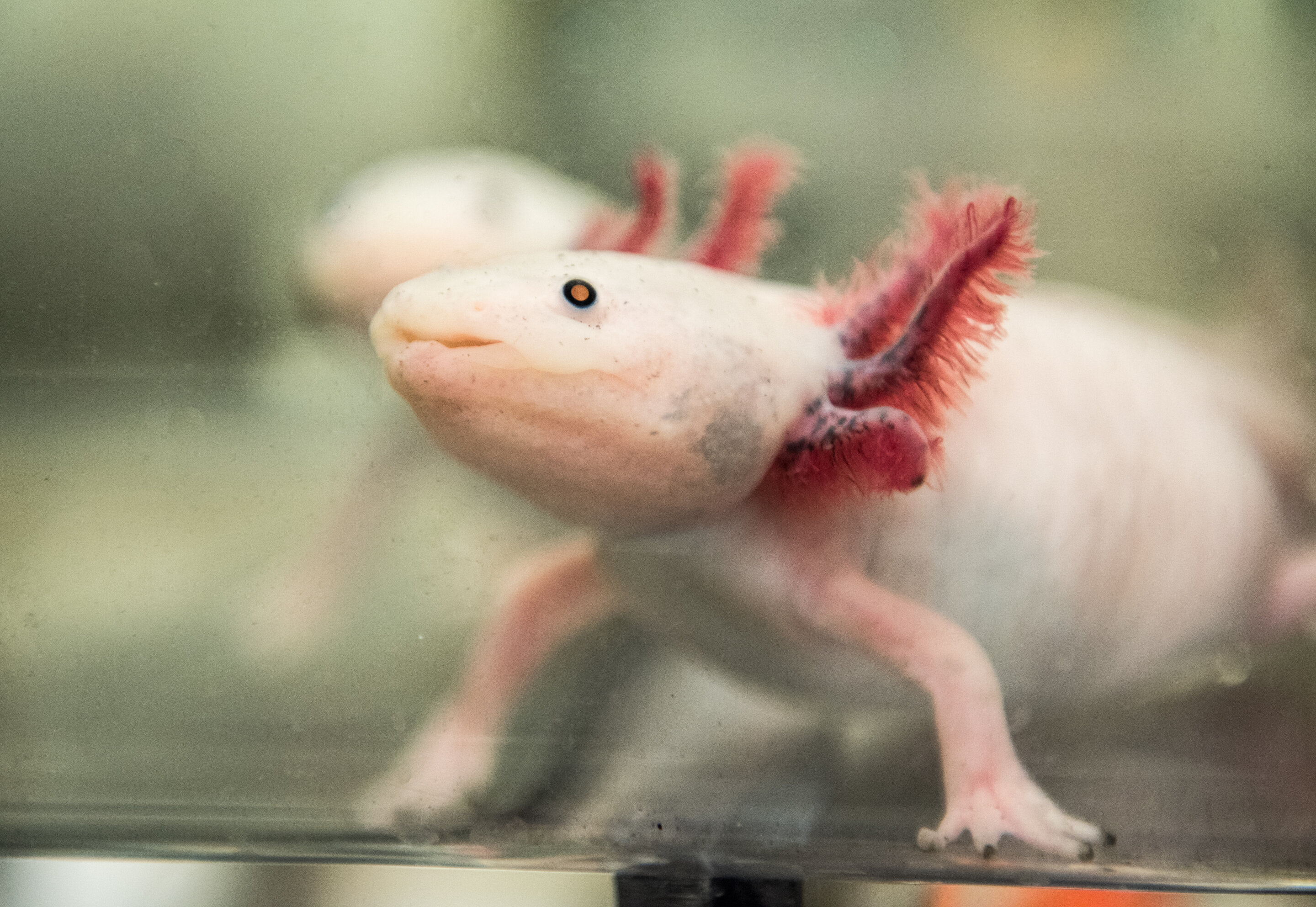#The scientist helping to develop the axolotl as a model
