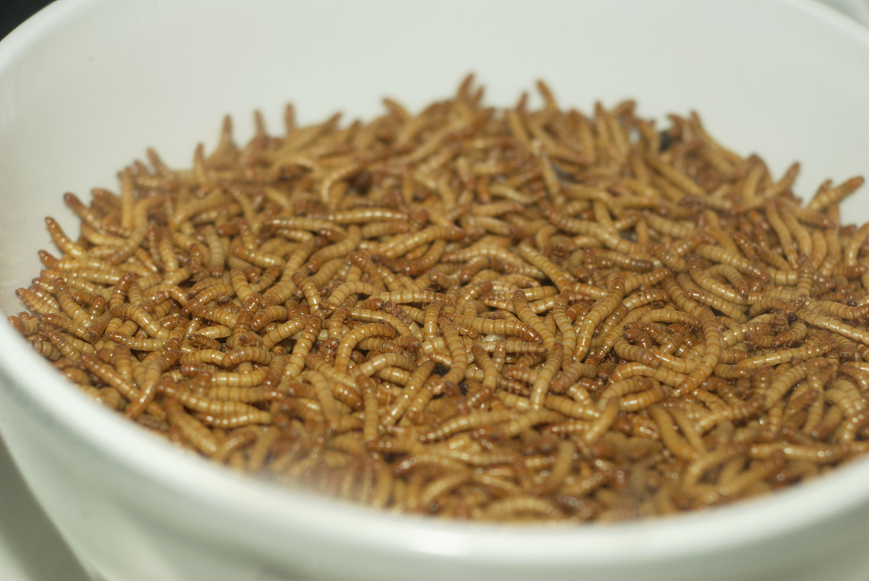 Cooking up mealworms into a tasty, healthful, 'meat-like' seasoning