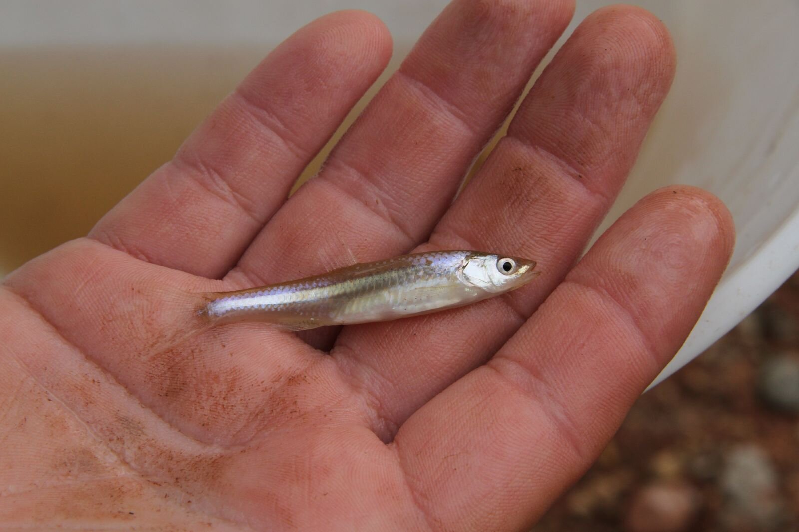 Meet the man trying to save this 'stupid little fish' and see why he thinks it's important