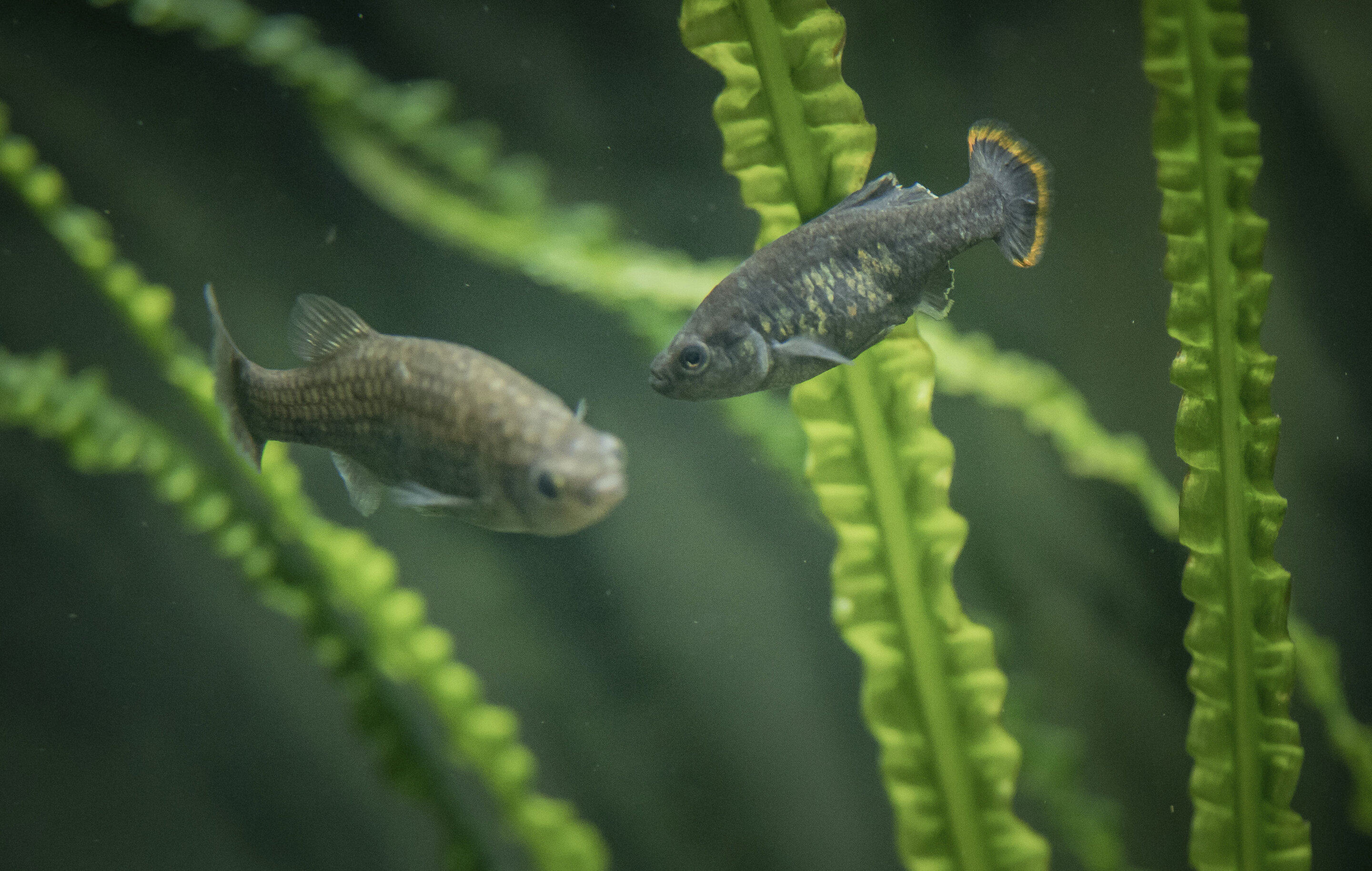 Tequila Splitfin, Small Mexican Fish Considered Extinct Are Successfully Reintroduced to Wild