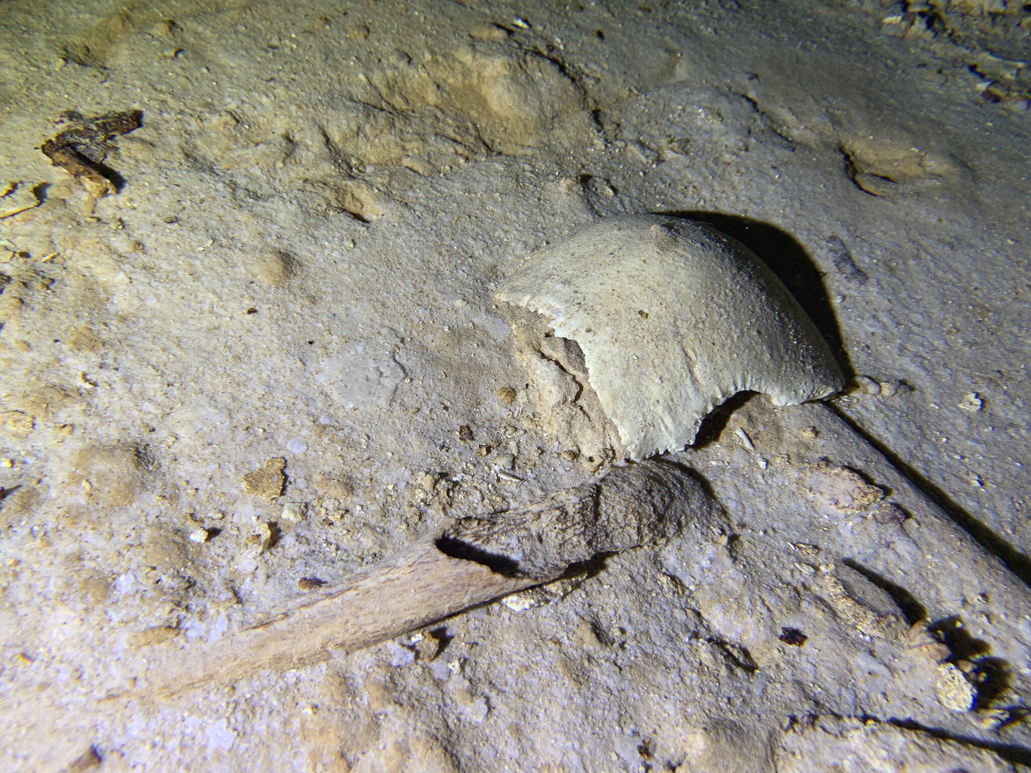 Нашли доисторическую девушку 40 миллионов лет