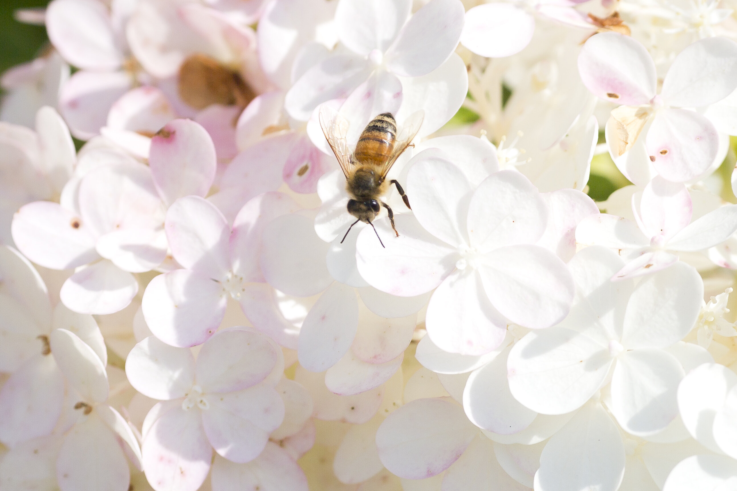 Microbe protects honey bees from poor nutrition, a significant cause of colony l..