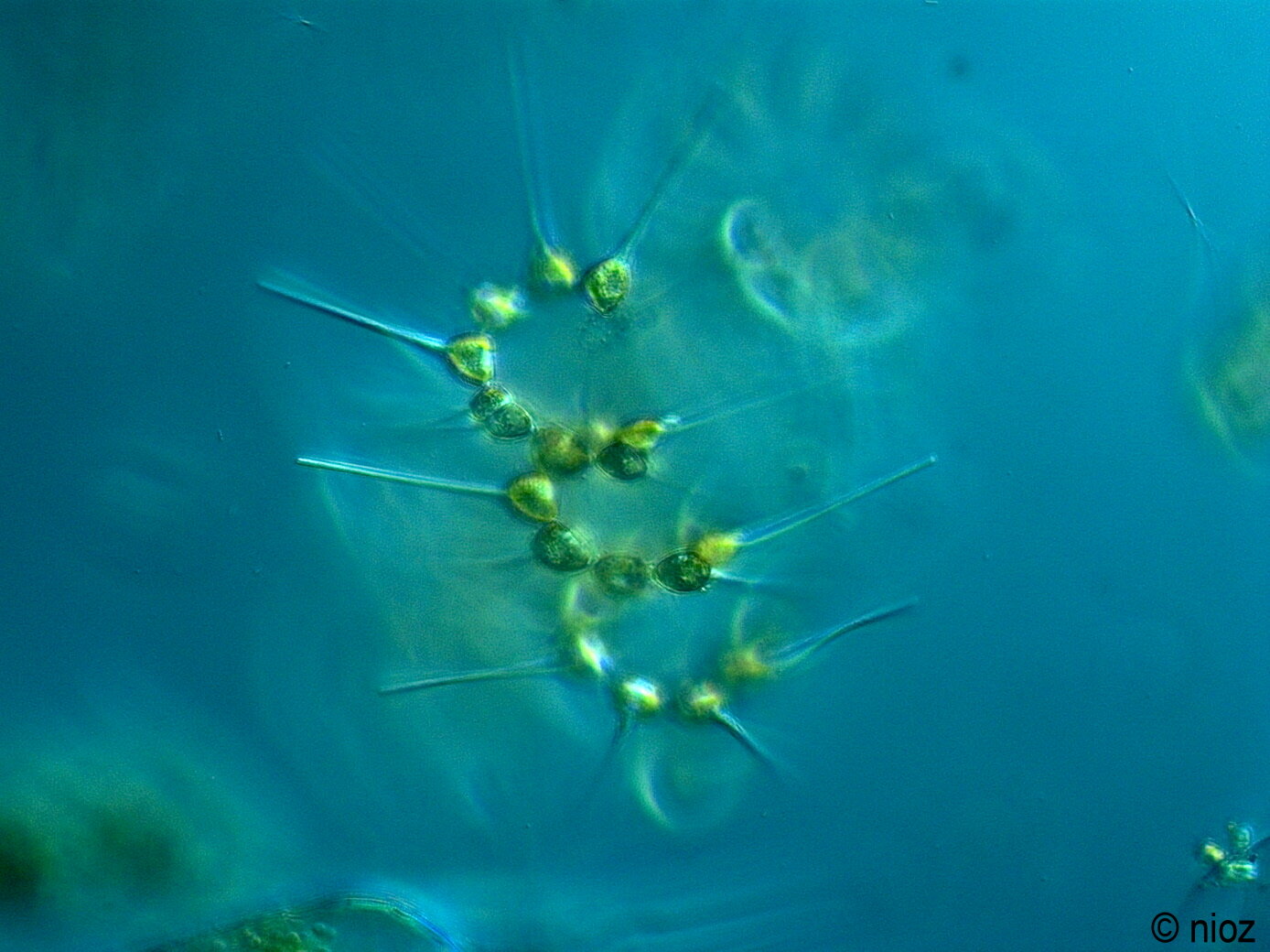Фитопланктон образован. Дафния фитопланктон. Фитопланктон - серрация саллинария. Планктонные ракообразные. Кокколитрофы фитопланктон.