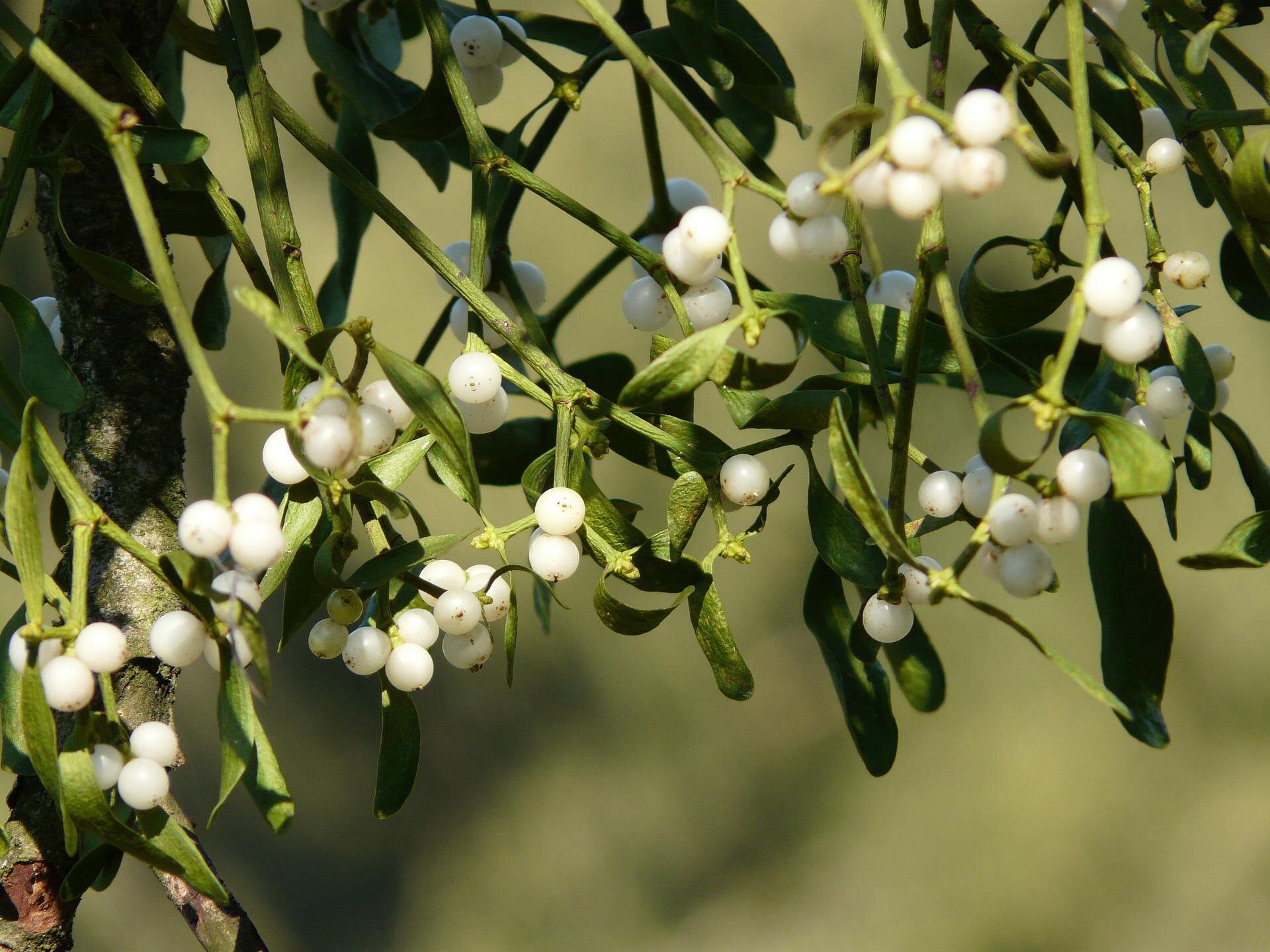 Mistletoe berries may hold the secret for creating a biological super glue