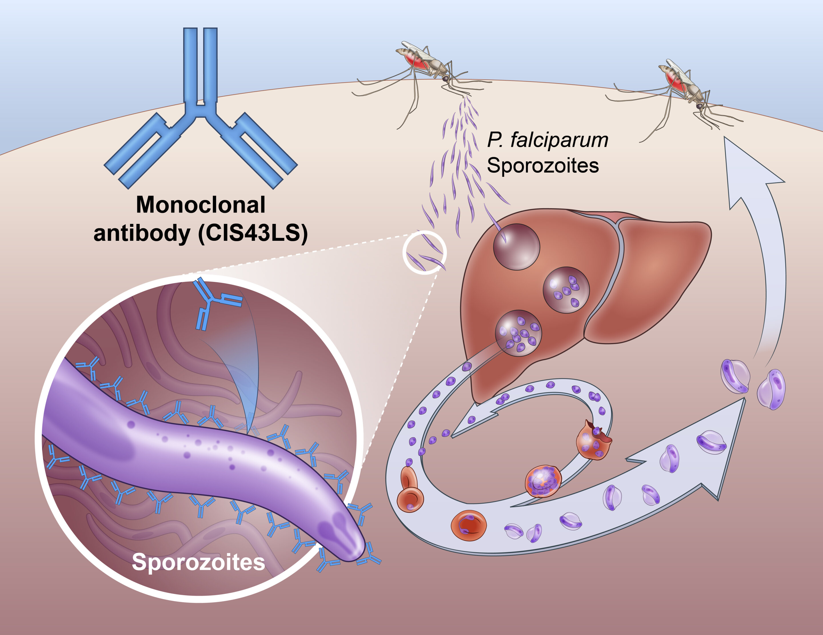 #Monoclonal antibody prevents malaria infection in African adults