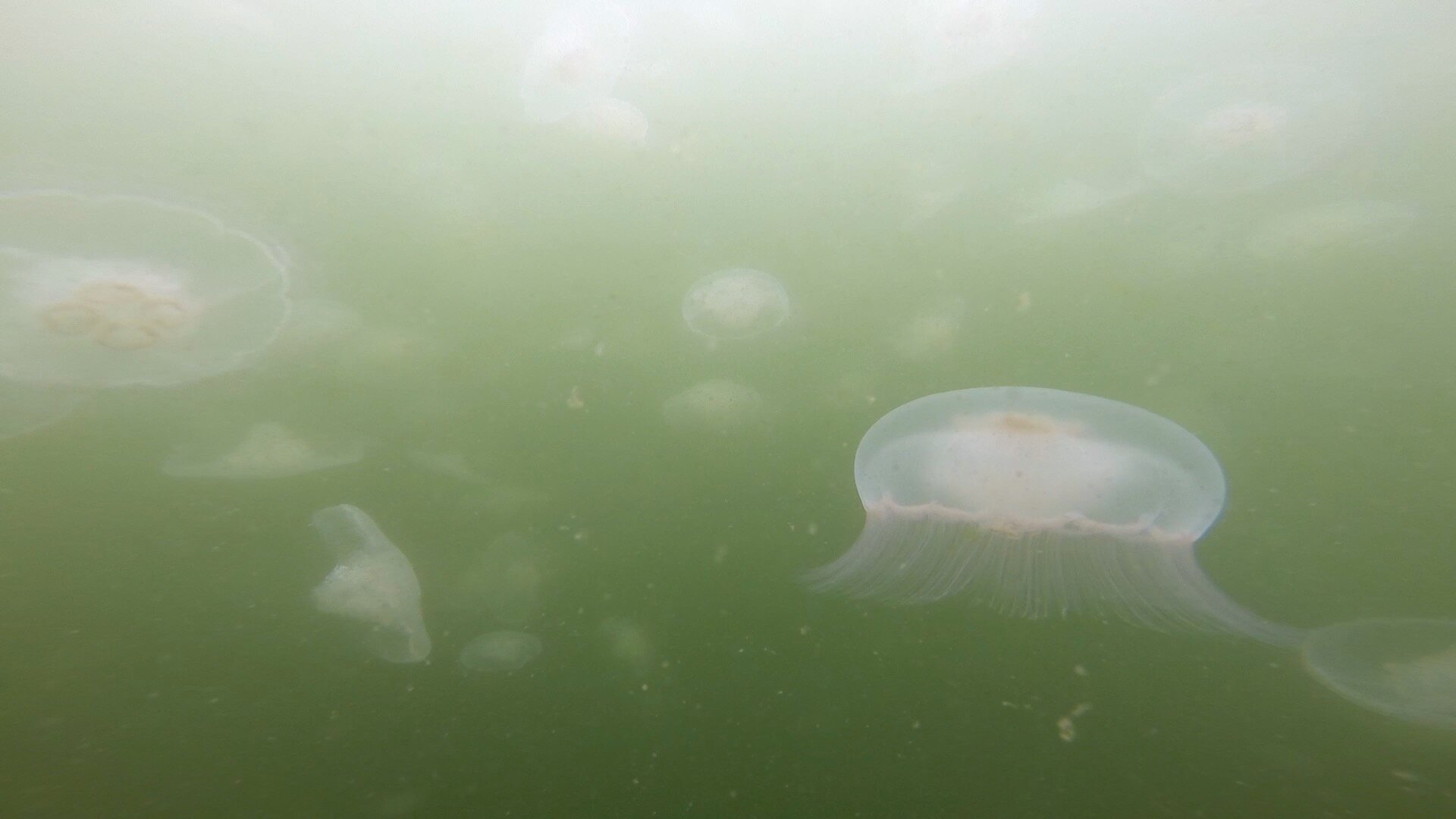 #Moon jellies appear to be gobbling up zooplankton in Puget Sound