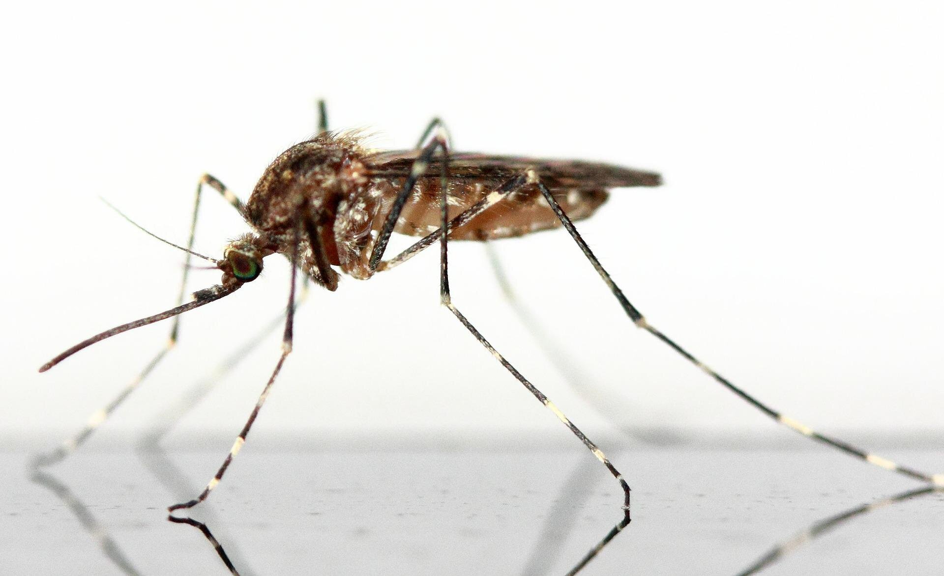 Biologist explains why there were so many mosquitoes this year