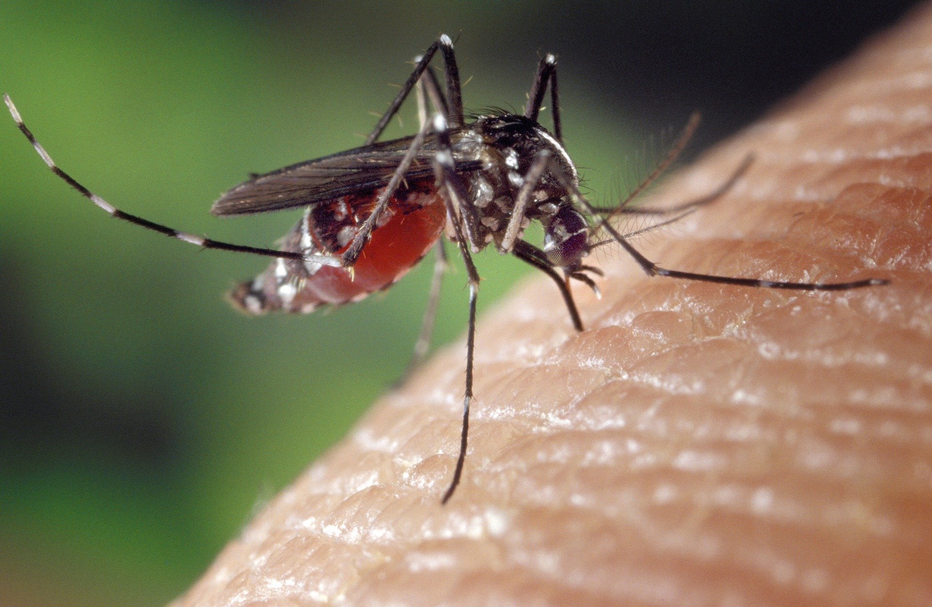 New research shows poor insecticide policy led to countless needless malaria cases