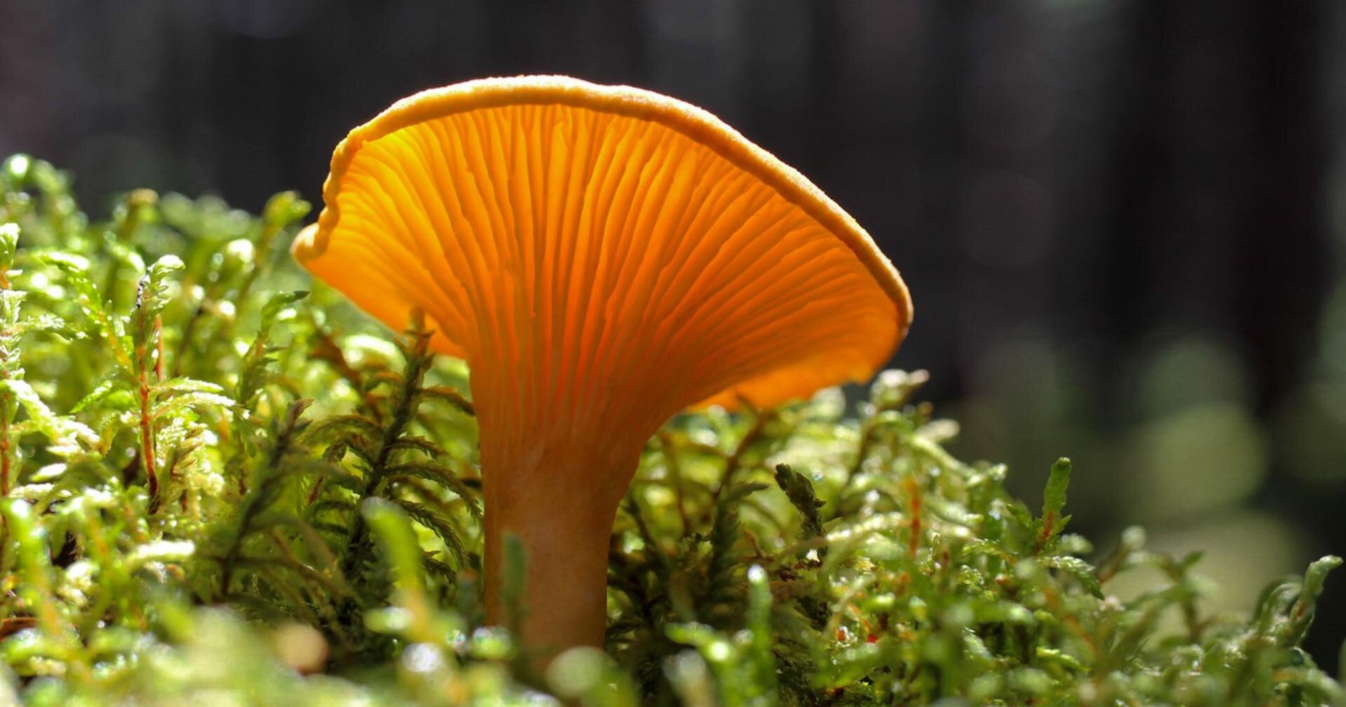 Fungus Amongus & Micro Masters Of Matter